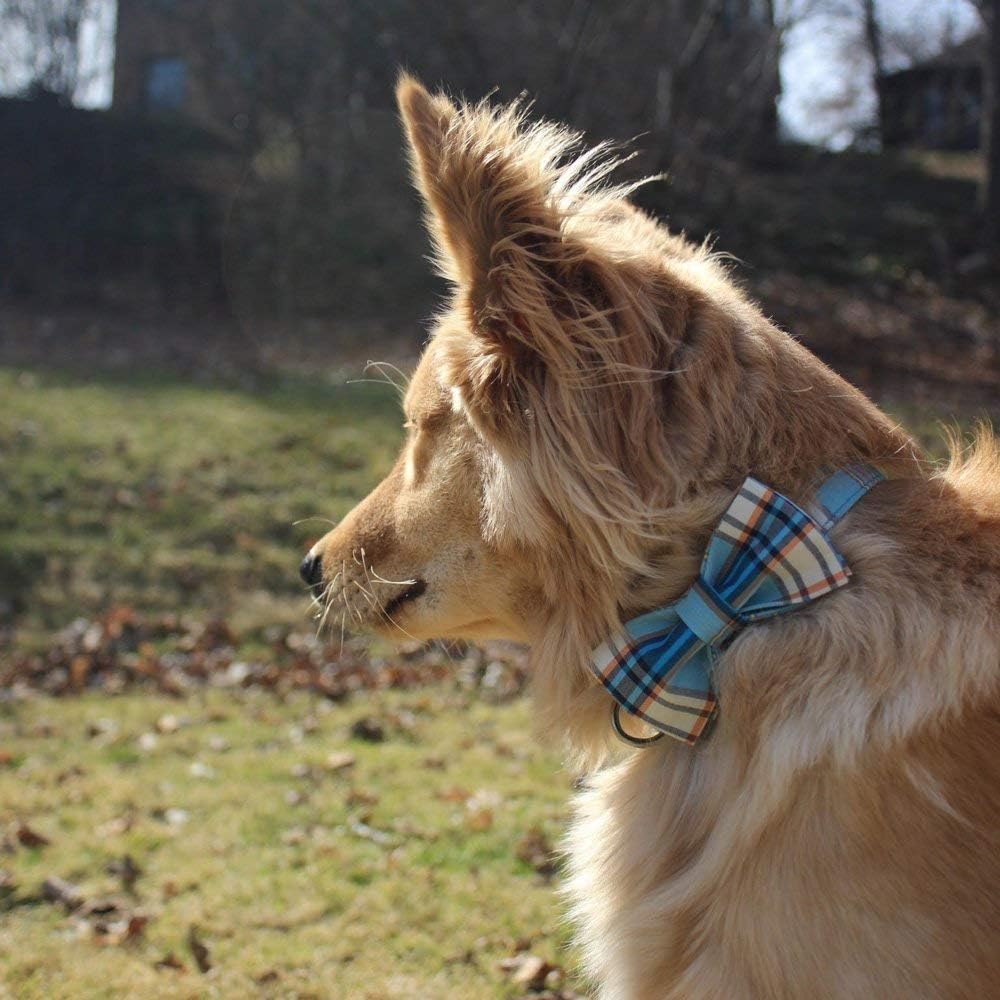 Lionet Paws Boy Dog Collar with Bowtie, Comfortable Adjustable Cute Blue Plaid Bow Tie Collar for Male Dogs Gift, XLarge, Neck 16-26 inches