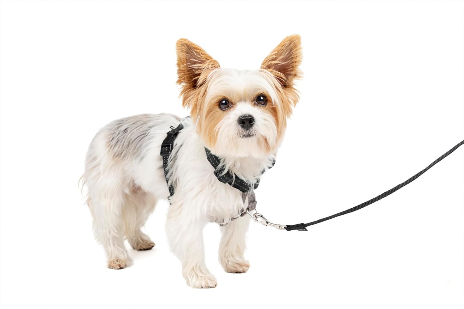 PetSafe 3 in 1 Dog Harness - No Pull Solution for Dogs - Reflective Dog Harness - Front D-Ring Clip Helps Stop Pulling - Comfortable Padded Straps - Top Handle Enhances Control - Black - Extra Small - Pet Explorer