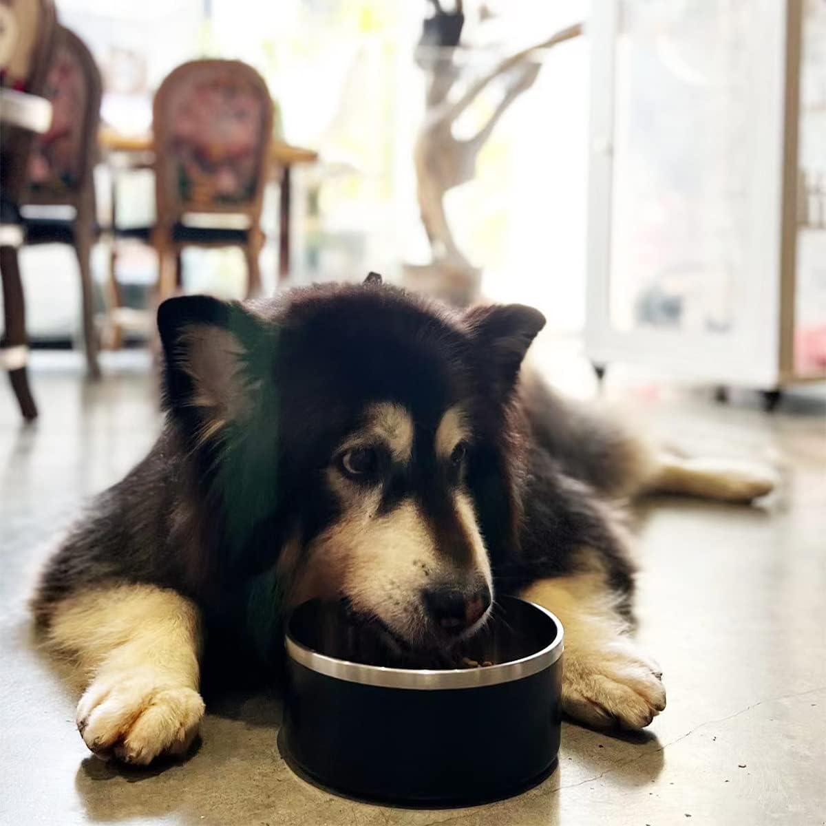 IKITCHEN Dog Bowl for Food and Water, 64 Oz Stainless Steel Pet Feeding Bowl, Durable Non-Skid Double Wall Insulated Heavy Duty with Rubber Bottom for Medium Large Sized Dogs (64 Ounces/8 Cup, Black) - Pet Explorer