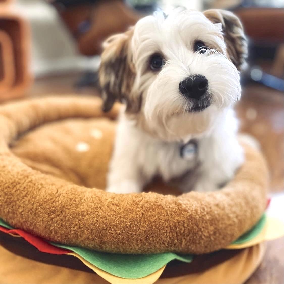 TONBO Soft Plush Small Cute and Cozy Food Dog Cat Bed, Washer and Dryer Friendly (Burger) - Pet Explorer