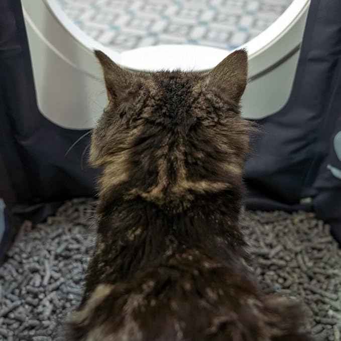 Omlet Premium Paper Cat Litter | Non-Clumping & Perfect for Kittens | Biodegradable and Lightweight Cat Litter Option | Excellent Odour Control and High Absorbency | No. 5 - Paper - 7 lbs. 11 oz.