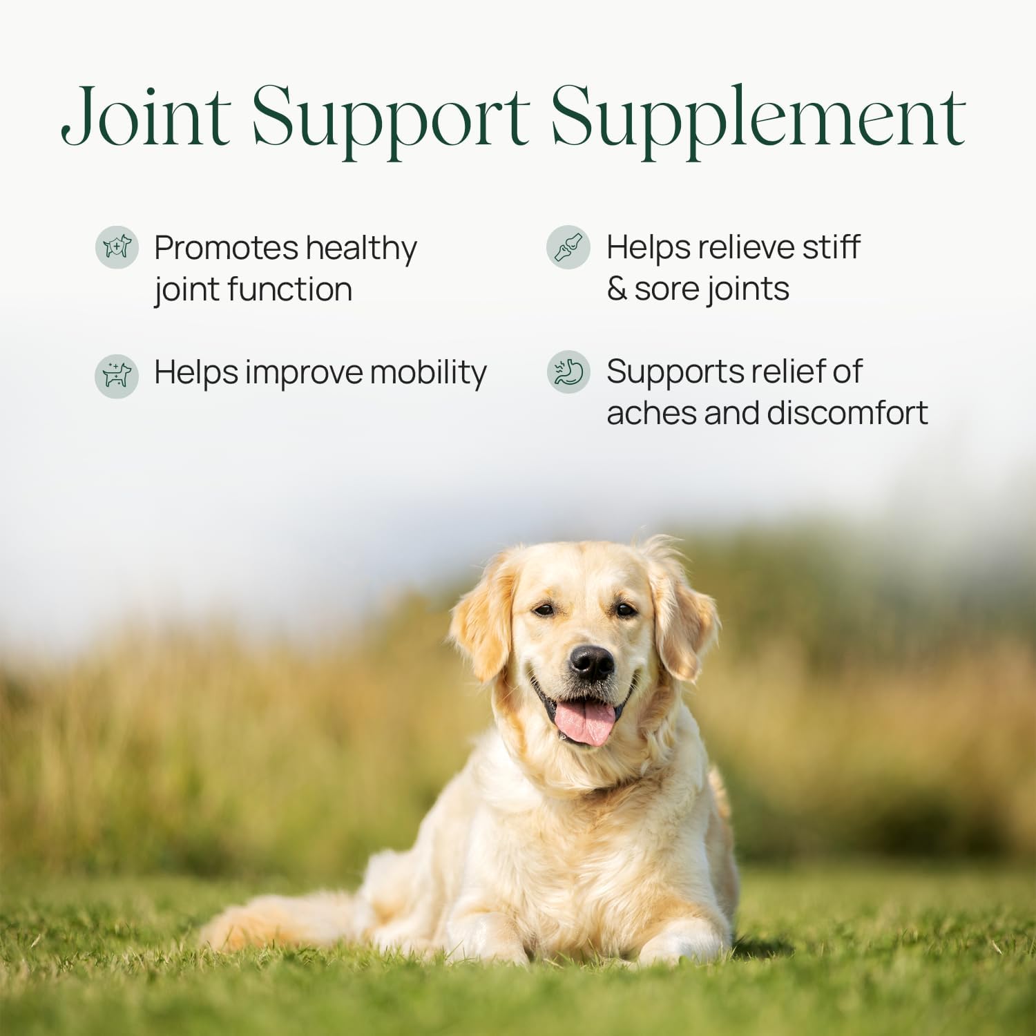 pawTree Joint & Hip Support Supplement for Dogs with Glucosamine, Chondroitin, MSM, Tumeric & Green Lipped Mussels - Vitamins, Supplements & Health Essentials - All-Natural Mobility Soft Chews - Pet Explorer
