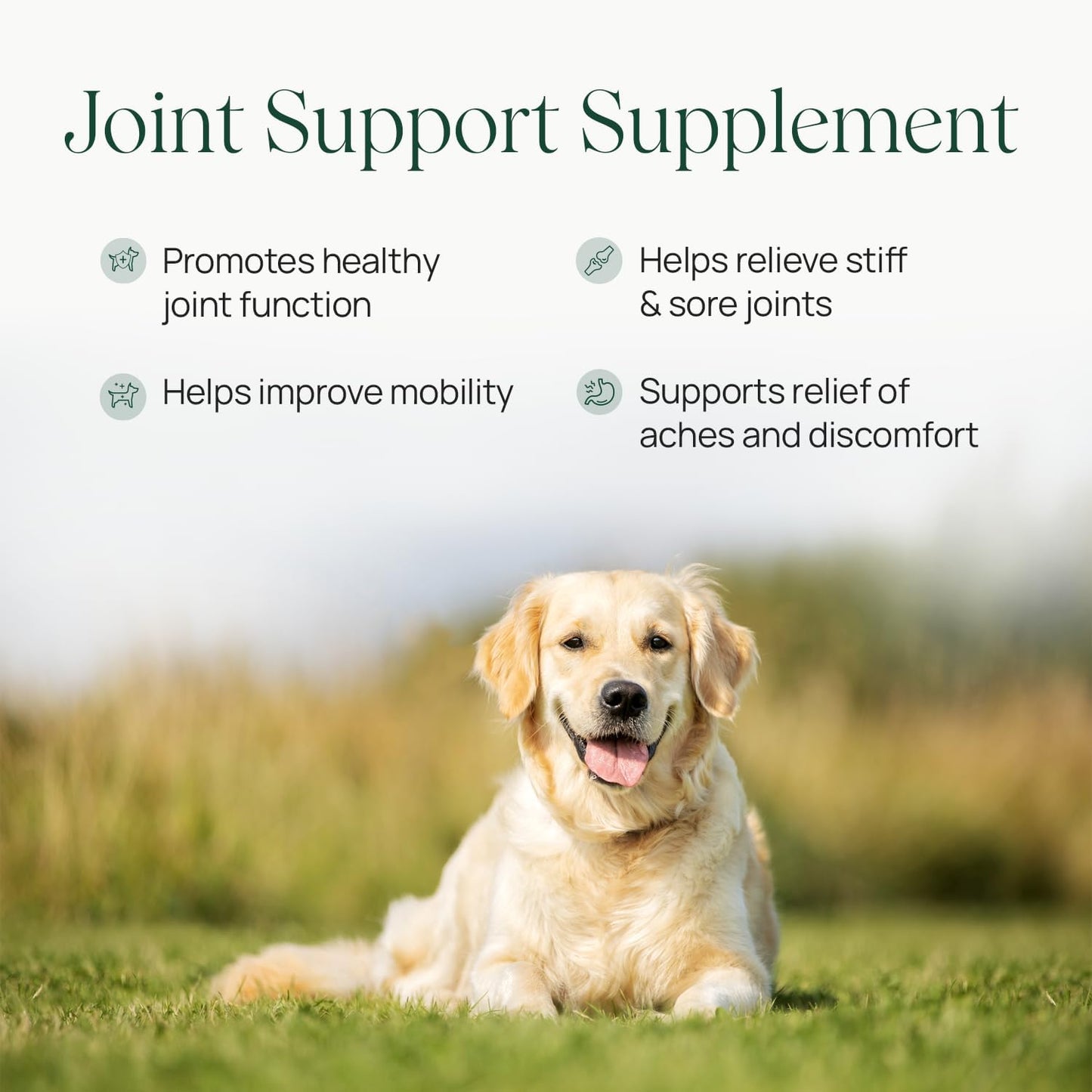 pawTree Joint & Hip Support Supplement for Dogs & Cats with Glucosamine, Chondroitin, MSM, Tumeric & Green Lipped Mussels - Vitamins & Health Essentials - All-Natural Mobility Soft Chews - Pet Explorer
