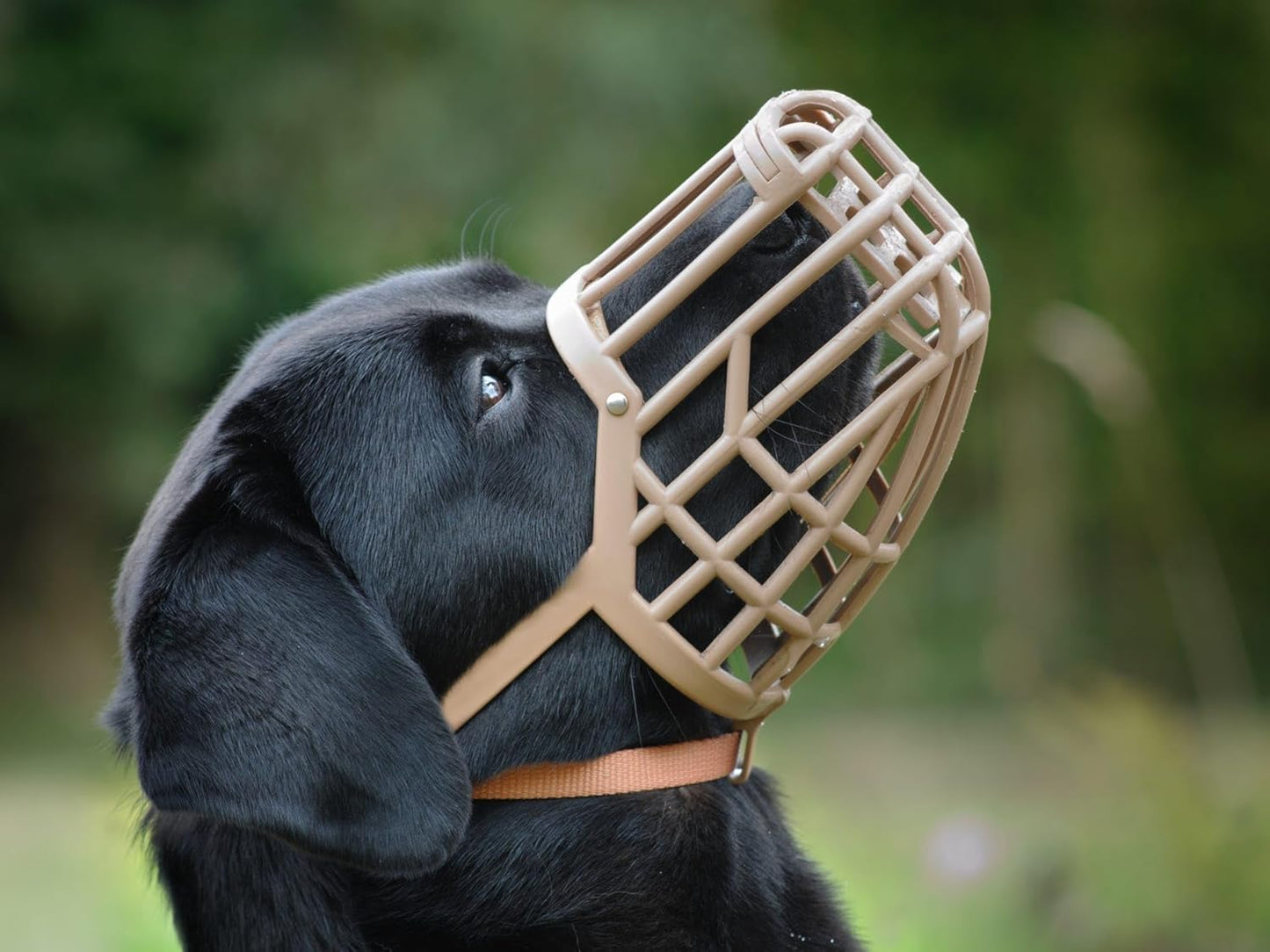 Leather Brothers Italian Basket Dog Muzzle, Adjustable Secure Fit, Comfortable Design, Training and Safety, Averts Biting, Prevents Chewing and Scavenging, Perfect for Grooming - Tan, Size 9 - Pet Explorer