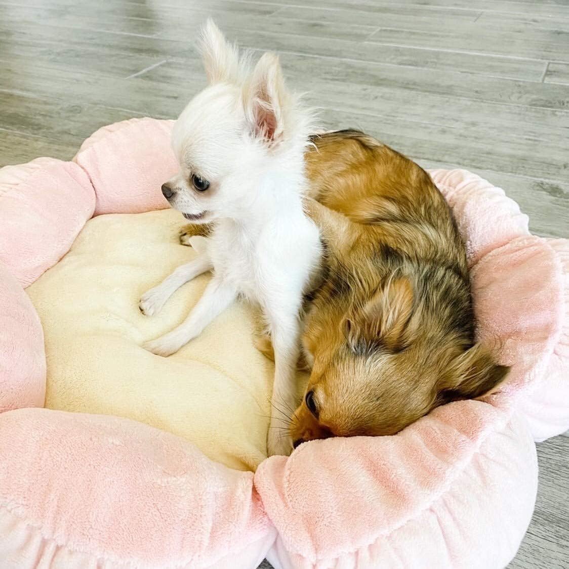 TONBO Soft Plush Small Cute and Cozy Pastel Pink Flower Dog Cat Bed, Washer and Dryer Friendly, (Pastel Pink) - Pet Explorer