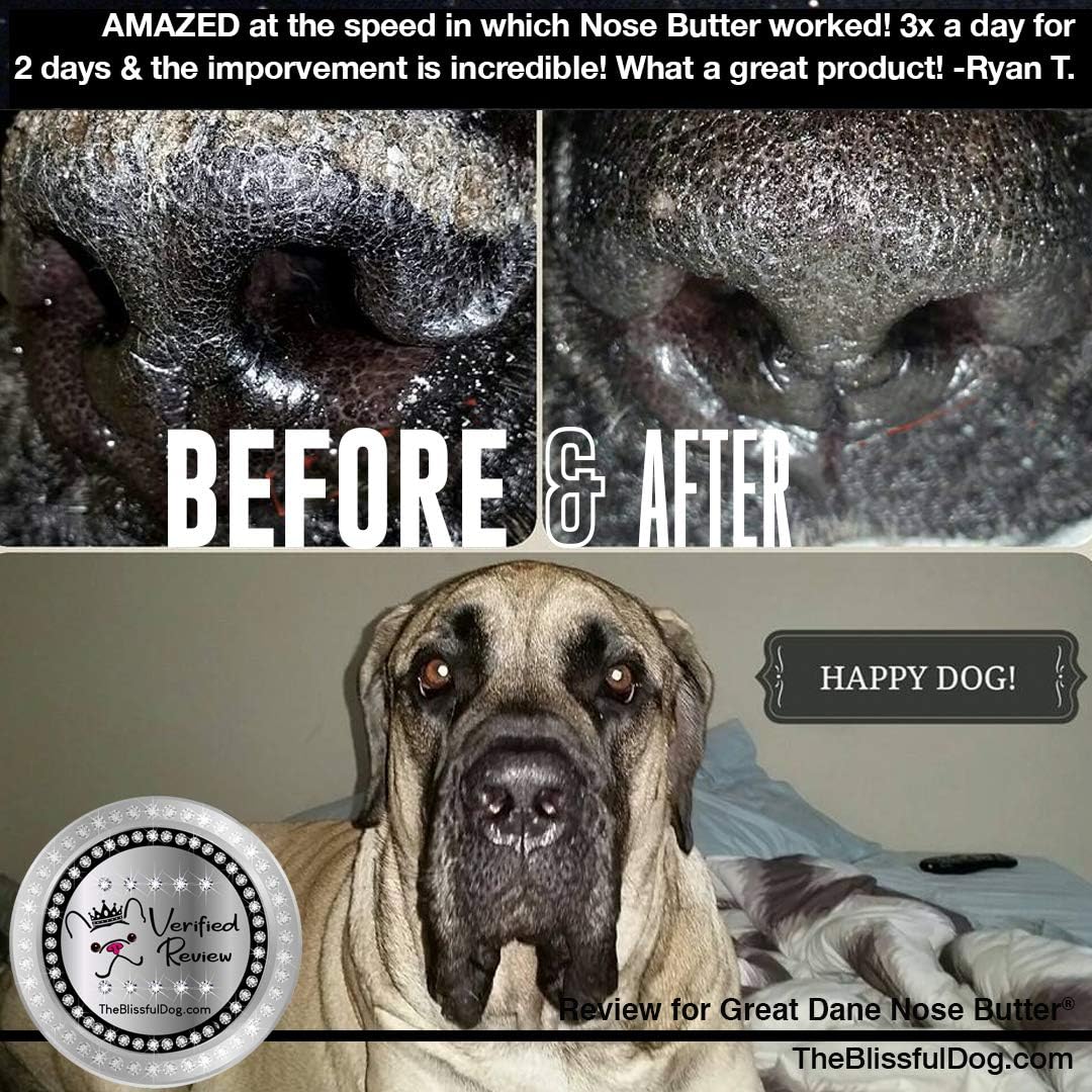 The Blissful Dog French Great Dane Nose Butter for Dry, Cracked Skin, Lick-Safe Dog Nose Balm with Moisturizing Shea Butter, Almond, Olive, and Essential Oils, Pet Supplies, Uncented, 0.50 oz. - Pet Explorer