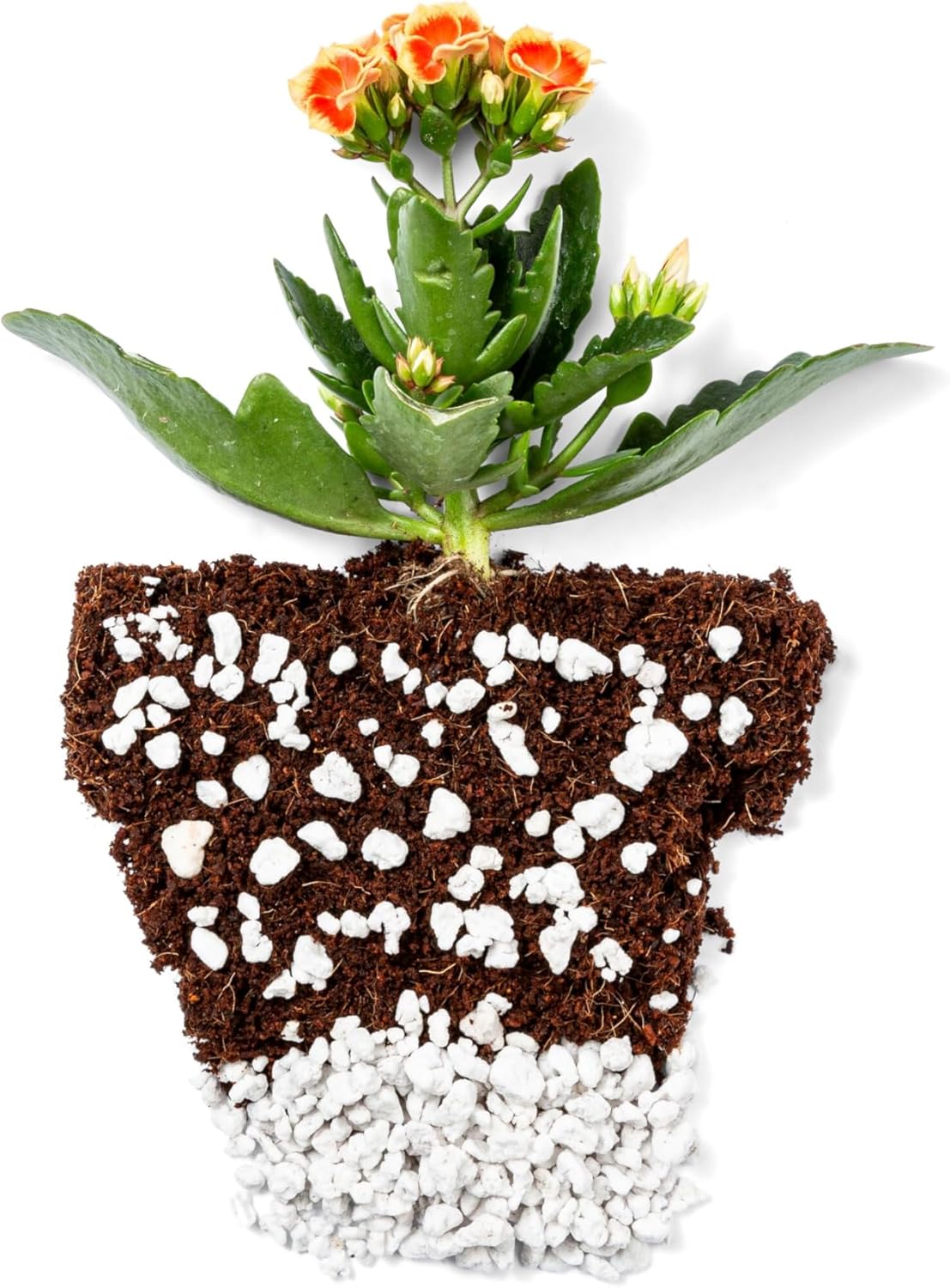 Perlite Bliss (16 Qts) - Organic Perlite for Plants - Coarse Perlite Bulk Soil Amendment - Chunky Perlite for Plants, Potting Soil, Garden Soil, & Coco Coir - Horticultural Perlite for Gardening - Pet Explorer