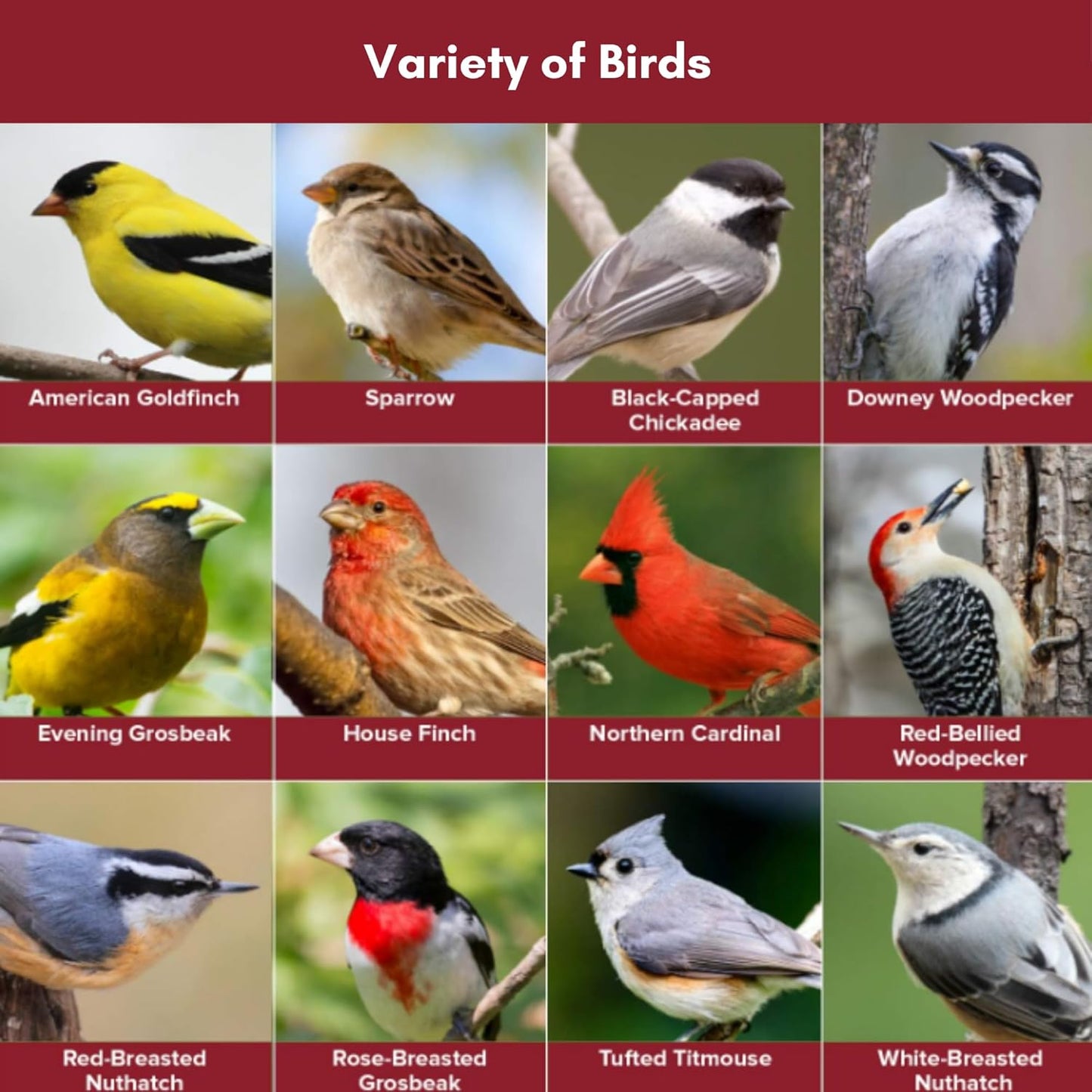 Blue Seal Nature's Choice Wild Bird Seed | High Energy Blend, Sunflower and White Safflower Seeds, No Filler | 20 Pound Bag