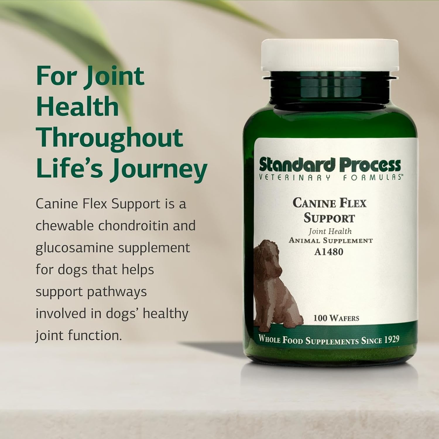 Standard Process Inc. Canine Flex Support - Joint & Immune Health Supplement for Dogs - Chewable Wafers for Healthy Joint Function Support - Nutritional Whole-Food Based Supplement - 100 wafers - Pet Explorer