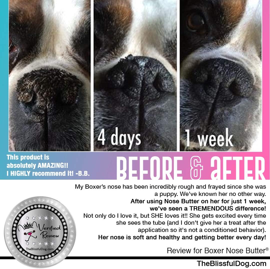 The Blissful Dog White Boxer Nose Butter for Dry, Cracked Skin, Lick-Safe Dog Nose Balm with Moisturizing Shea Butter, Almond, Olive, and Essential Oils, Pet Supplies, Uncented, 8 oz. - Pet Explorer