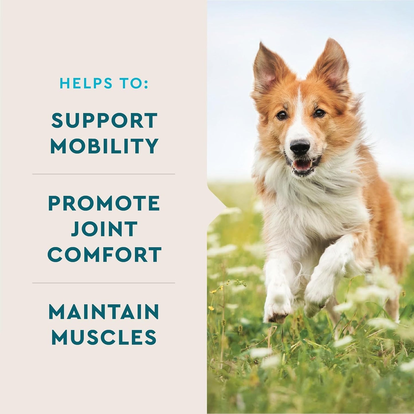 VetIQ Advanced Hip & Joint Chews For Dogs, 60 Count, Chicken Flavored Supplements Made with Glucosamine, Omega 3’s, Chondroitin, MSM & Green Lipped Mussel, Increases Mobility & Maintains Muscles - Pet Explorer