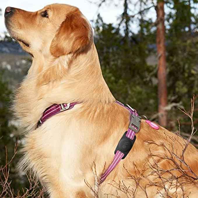 Case-Mate Airtag Dog Collar Holder - Durable, Water Resistant, Lightweight, and Protective Airtag Holder Tag - Easy to Insert Pet Collar Air Tag Loop - Compatible with Cat / Dog Collars - Black