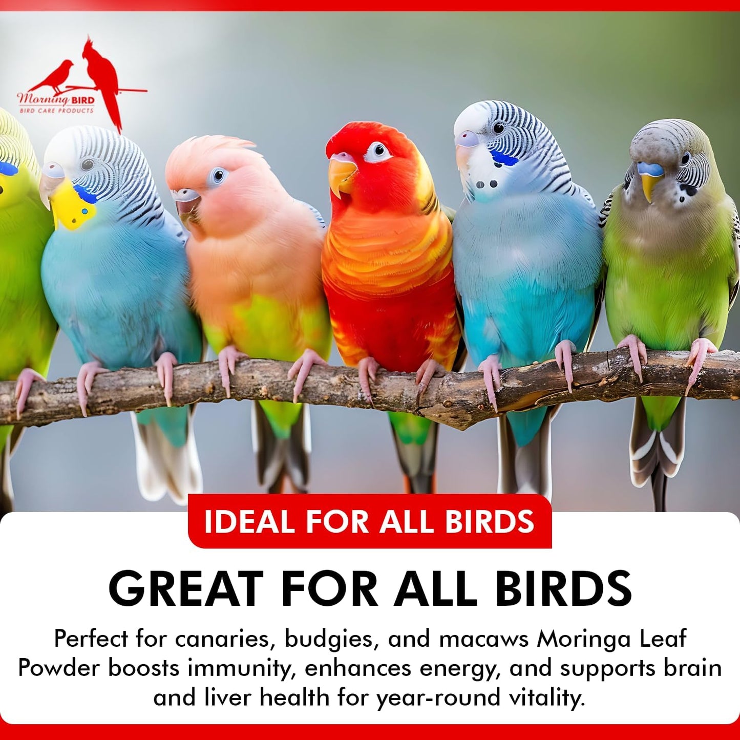 Morning Bird Moringa Leaf Powder 3 oz – Natural Food Supplement for Birds, Rich in Vitamins & Minerals, Boosts Immune System & Energy, Supports Healthy Feathers, Digestion, and Overall Avian Wellness