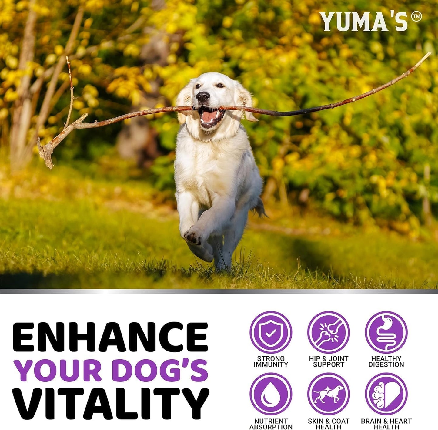 2-Pack Dog Multivitamin Chewable with Glucosamine - Dog Vitamins and Supplements - Senior & Puppy Multivitamin for Dogs - Hip & Joint Support - Immune Health, Skin, Heart, Digestion, Probiotics - Pet Explorer