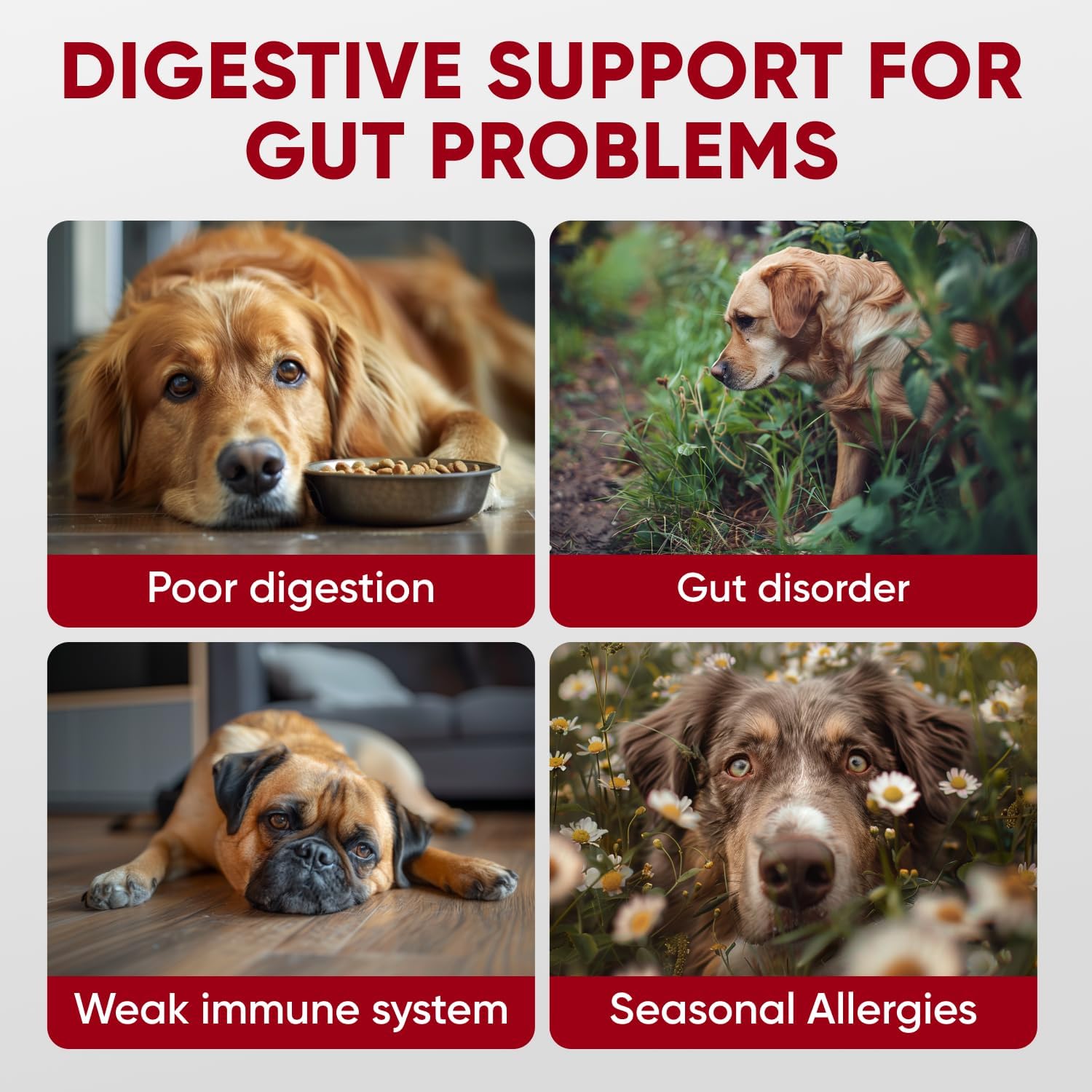 Probiotics for Dogs Digestive Health - Probiotic Chews for Gut Health, Itchy Skin Yeast, Diarrhea - USA Product - Immune Support Supplement - Dog Digestive Support & Allergy Relief Chews with Enzymes - Pet Explorer