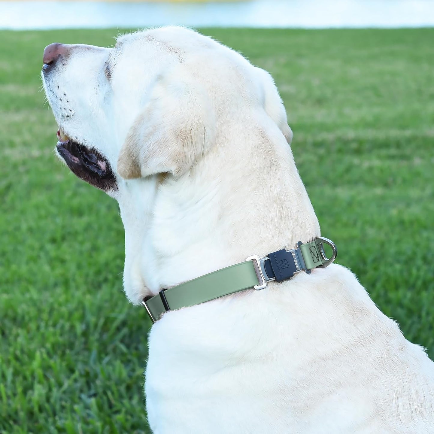 Dogline Biothane Waterproof Dog Collar with Herm Sprenger Black Stainless Steel Quick Release Buckle – Heavy Duty Tactical Durable Collar for Dogs – Comfortable, Safe Pet Collar W1 L15-25 Sage Green