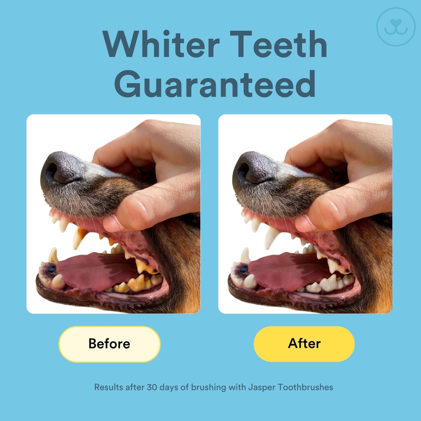 Jasper Dog Toothbrush, 360 Degree Pet Tooth Brushing Kit, Cat Toothbrush, Canine Dental Care & Teeth Cleaning Kit, Pet Finger Tooth Brush, Use with Dog Toothpaste, 4-Pack Multicolor - Pet Explorer