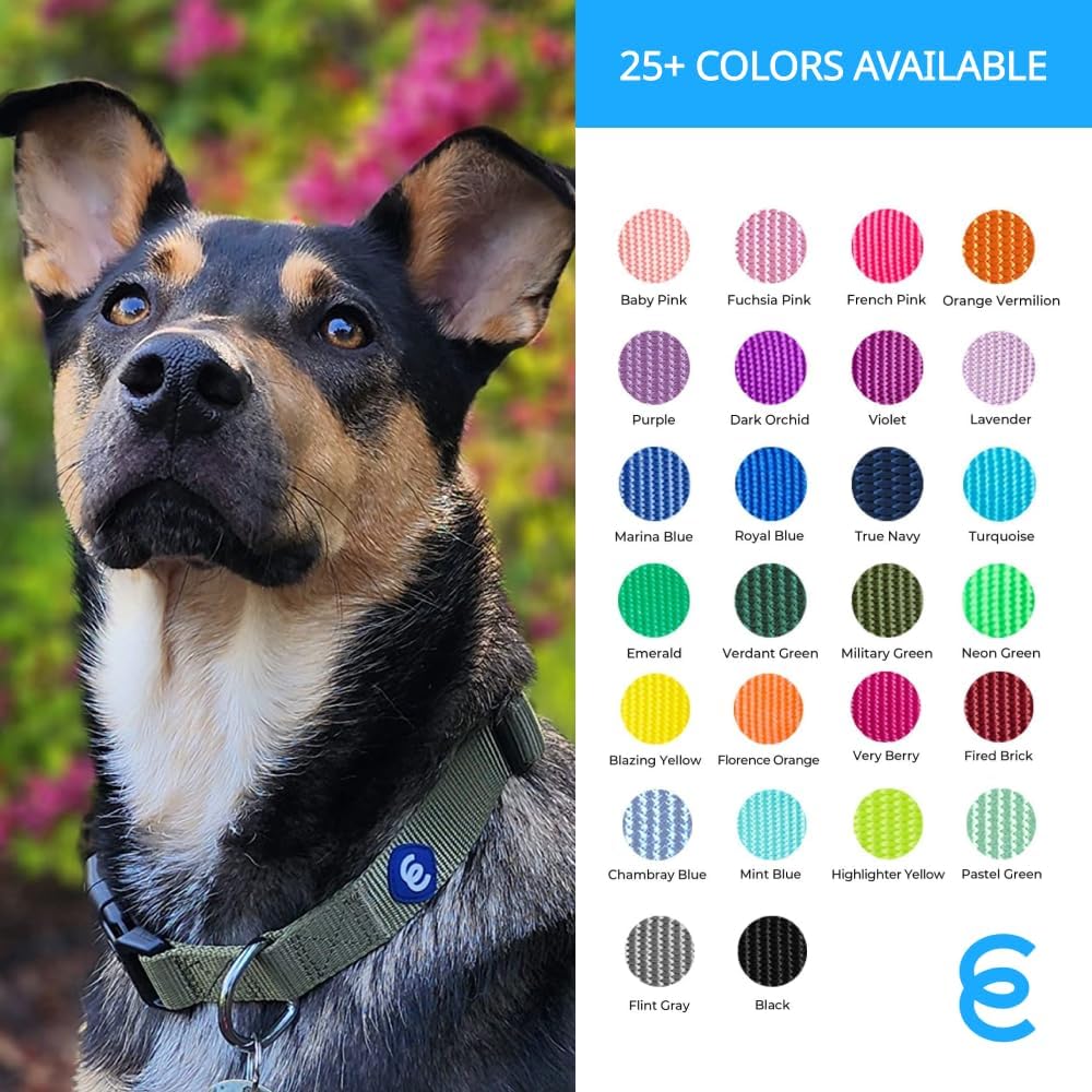Blueberry Pet Essentials X-Small Dog Collar in Turquoise | Adjustable & Eco-Friendly Durable Nylon Strap | Classic Collar for X-Small Dogs, Boy & Girl Pets