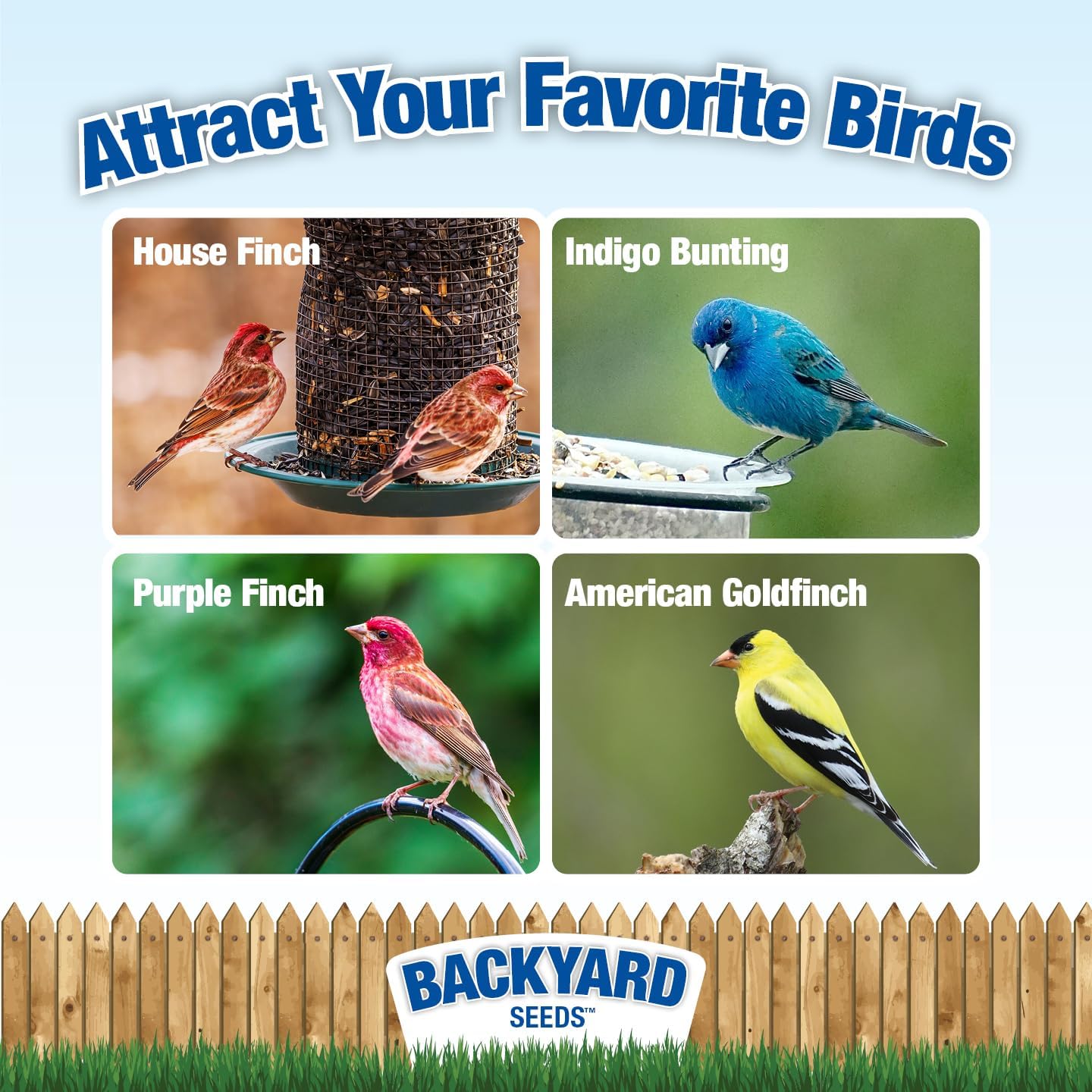 CountryMax Thistle Wild Bird Seed 40 lb – Premium Quality, 100% Clean, No Debris – Attracts Finches & Small Songbirds