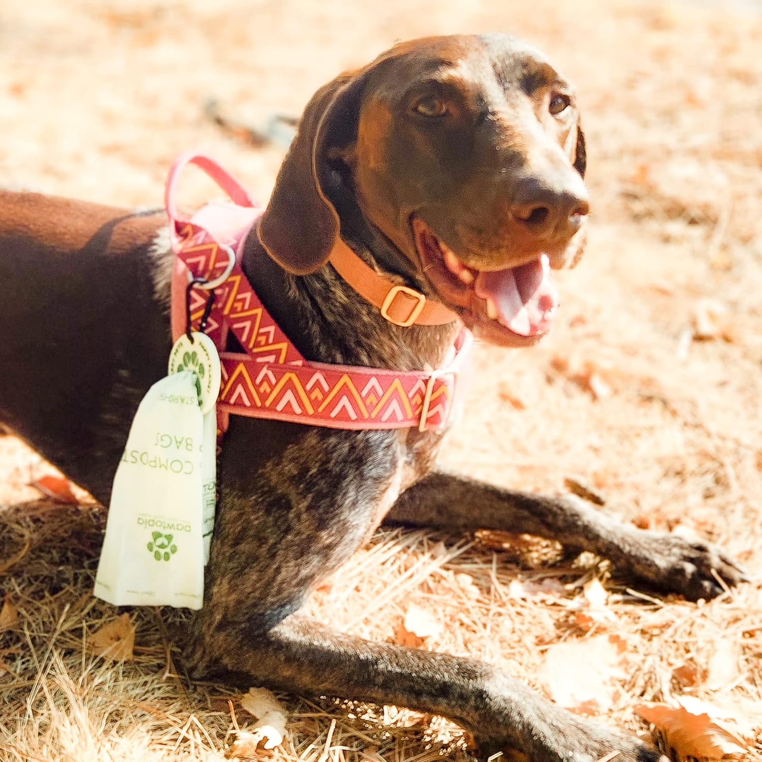 Pawtria Certified Home Compostable Dog Poop Bags (240 Bags + Lavender Carrier), Biodegradable Pet Waste Bags, Vegetable Starches, Leak proof Dog Waste Bags, Light-weight silicone made bag carrier - Pet Explorer