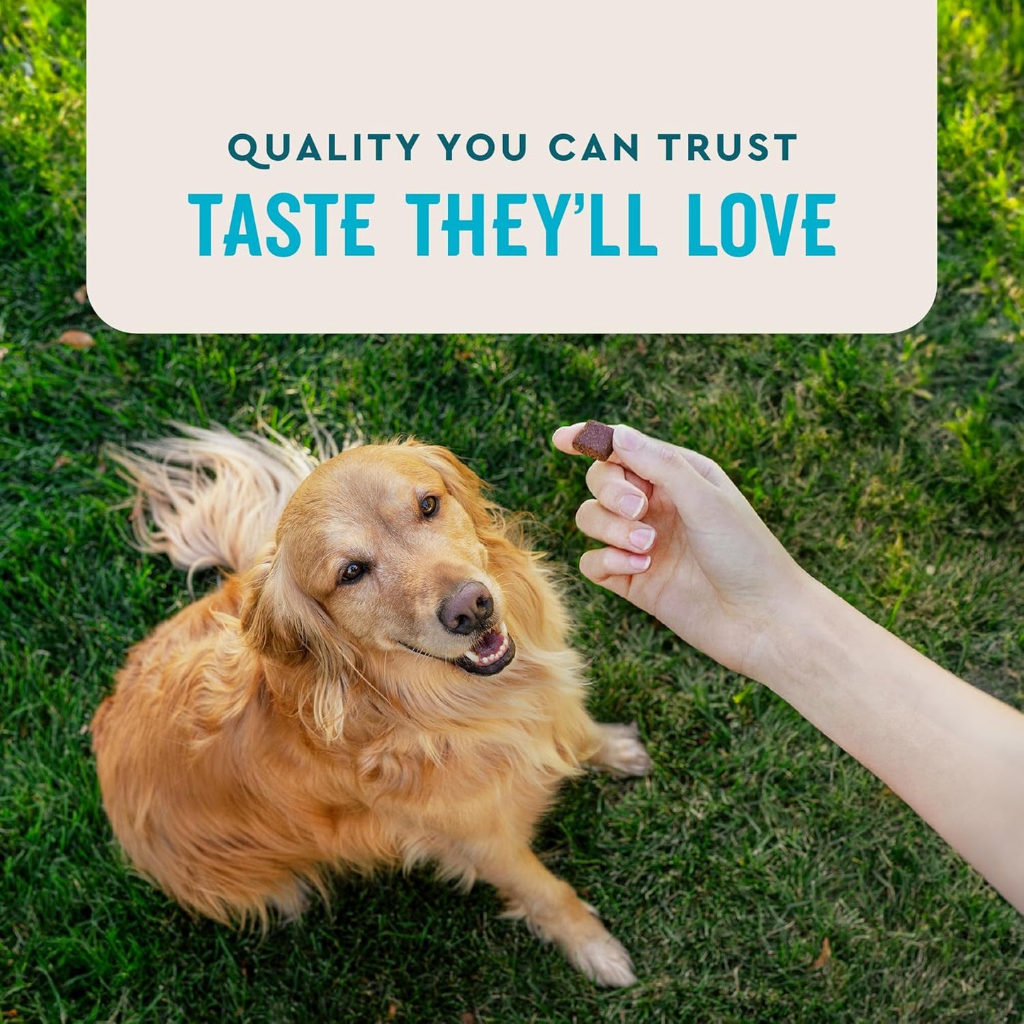 VetIQ Advanced Hip & Joint Chews For Dogs, 60 Count, Chicken Flavored Supplements Made with Glucosamine, Omega 3’s, Chondroitin, MSM & Green Lipped Mussel, Increases Mobility & Maintains Muscles - Pet Explorer
