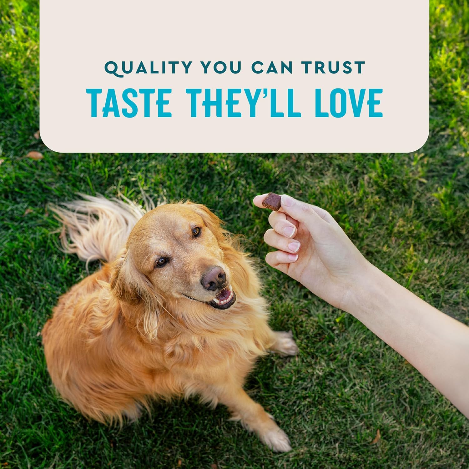 VetIQ Advanced Hip & Joint Chews For Dogs, 60 Count, Chicken Flavored Supplements Made with Glucosamine, Omega 3’s, Chondroitin, MSM & Green Lipped Mussel, Increases Mobility & Maintains Muscles - Pet Explorer
