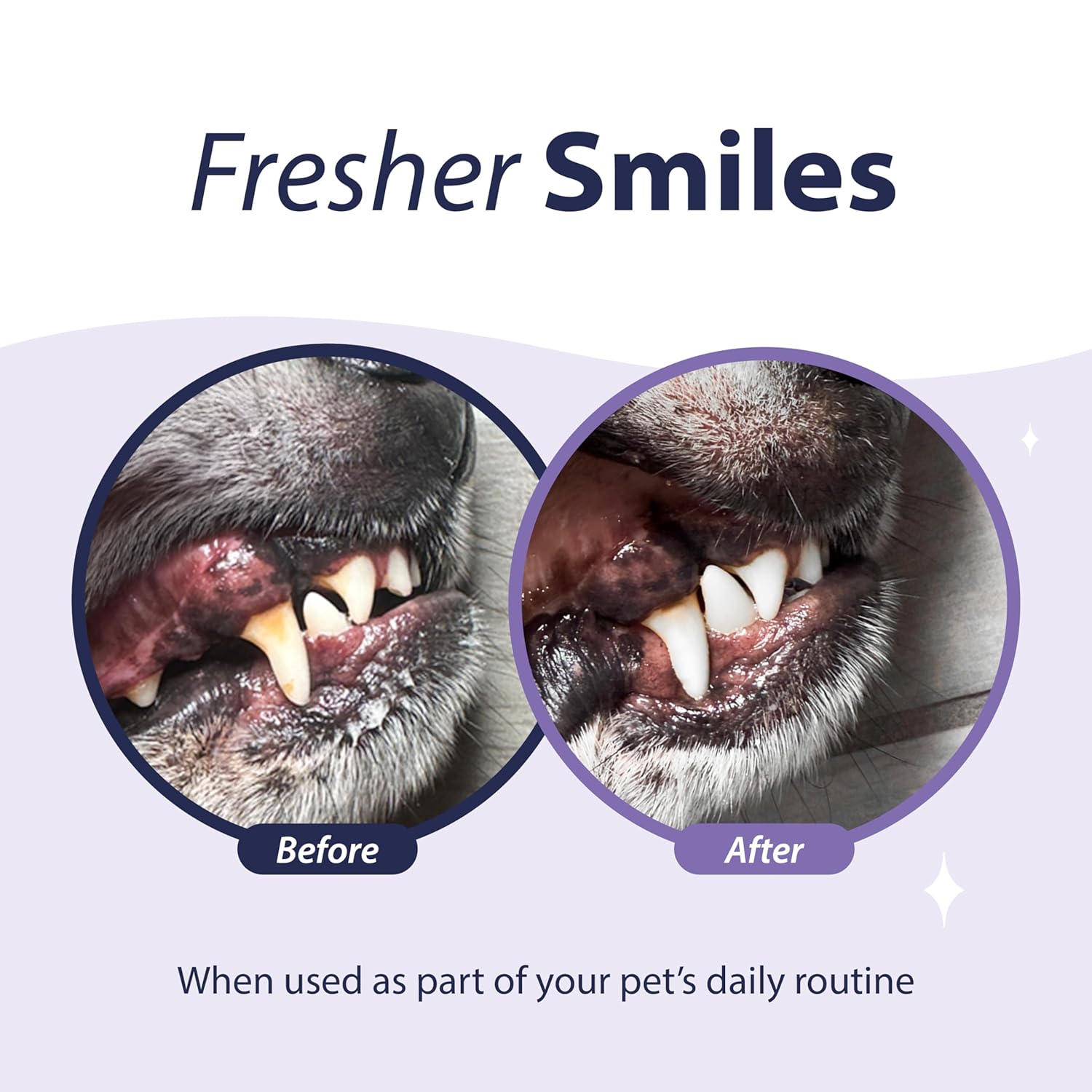 Dental Fresh Advanced Plaque and Tartar Water Additive, 17oz – Dog Teeth Cleaning Formula to Freshen Breath and Improve Cat & Dog Dental Care - Pet Explorer