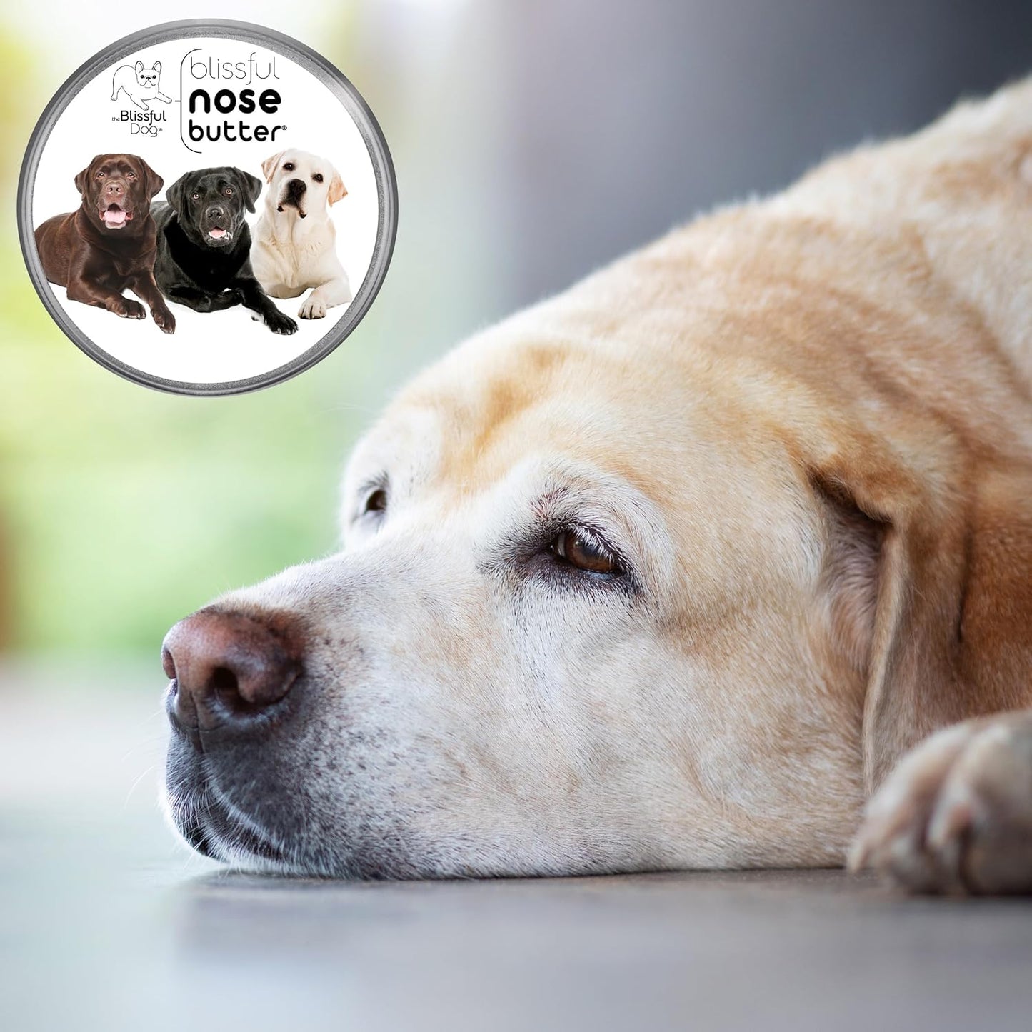 The Blissful Dog Labrador Retriever Unscented Nose Butter, 4-Ounce - Pet Explorer