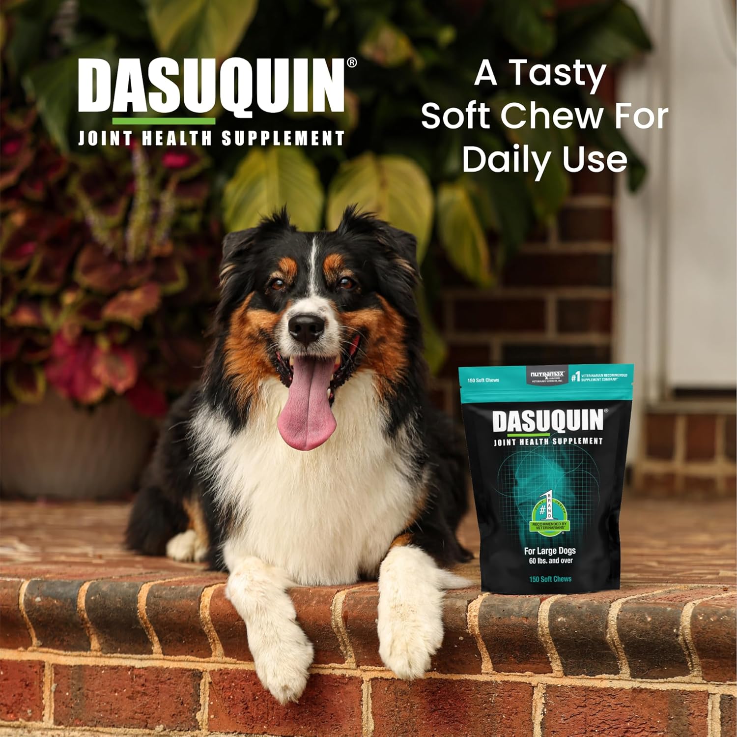 Nutramax Dasuquin for Large Dogs, Joint Health Supplement, Contains Glucosamine for Dogs, Plus Chondroitin, ASU and More, Supports Healthy Joints, Soft Chews, 150 Count - Pet Explorer