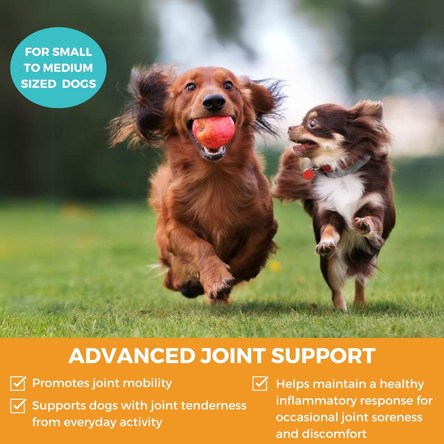 Nootie Progility Mini Hip & Joint Small & Medium Breed Chew Supplement for Dogs, 60 Count - Pet Explorer