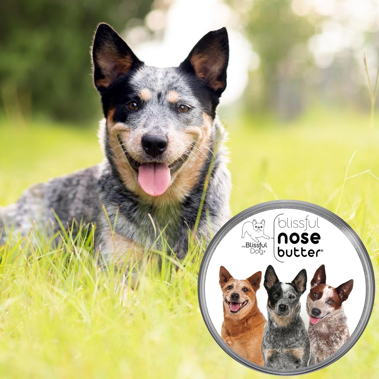 The Blissful Dog Australian Cattle Nose Butter, Versatile Dog Nose Balm for Dry Nose, Handcrafted Nose Moisturizer, Easy-to-Apply Dog Essentials, Unscented, 1 oz. - Pet Explorer