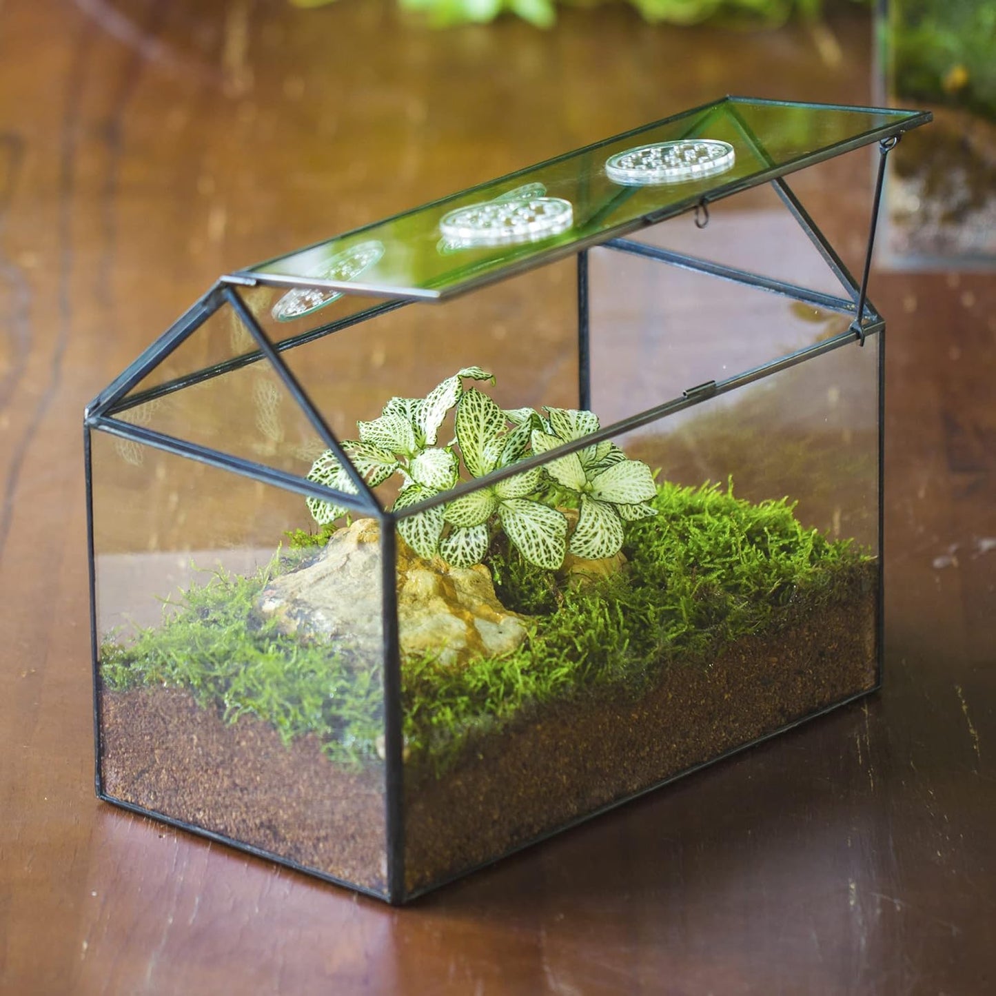 NCYP Glass Terrarium with Lid and Air Holes for Snails, Succulents Plants, Small Cactus - 10.2" x 5.9" x 8.2" House Shape Geometric Clear Box, Indoor Tabletop Decor Black (Terrarium Only) - Pet Explorer