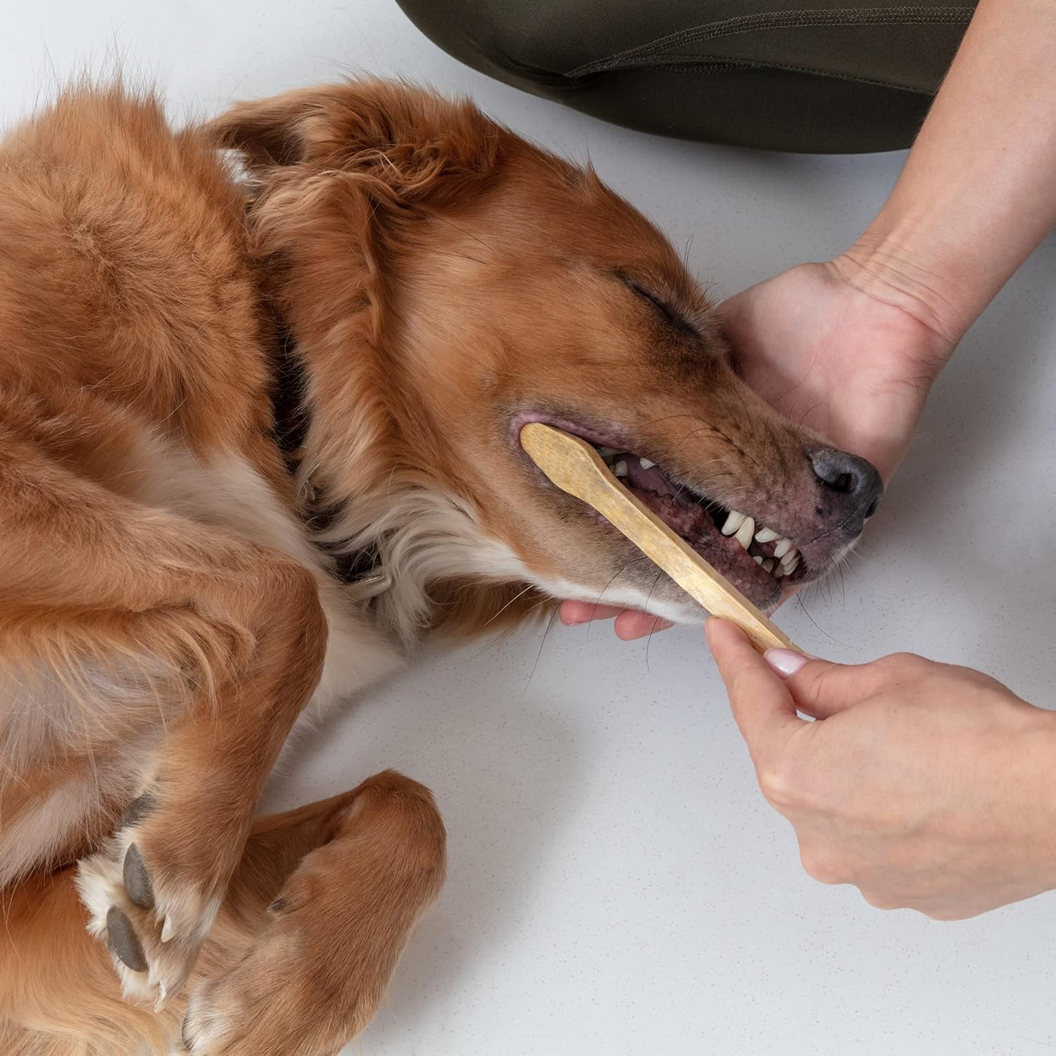Dog Toothbrush I 4-Pack Two Sided Bamboo Toothbrush for Small and Large Dogs & Cats I Soft Bristles Gentle for Easy Dog Teeth Brushing & Dental Care - Pet Explorer