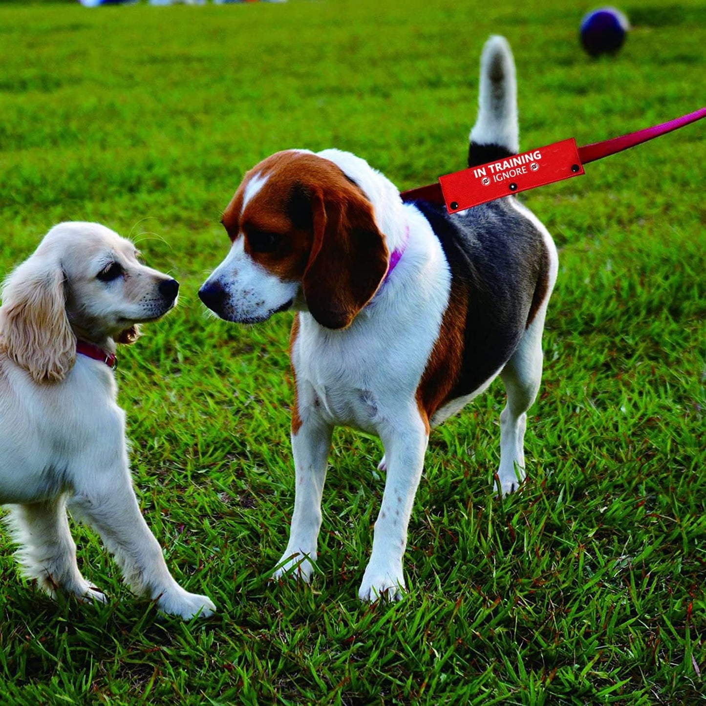 Funny Dog Leash Sleeve Have in Training Ignore Dog Leash Wrap Wrap Alert Hanging ID Patch Tag Pet Birthday Gift(Training Ignore-Sleeve)