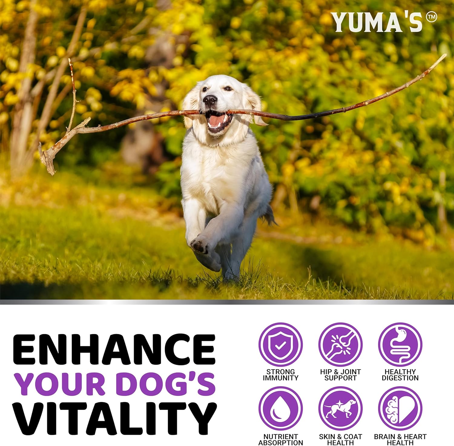 Dog Multivitamin Chewable with Glucosamine - Dog Vitamins and Supplements - 170 Treats - Senior & Puppy Multivitamin for Dogs - Hip & Joint Support - Immune Health, Skin, Heart, Digestion, Probiotics - Pet Explorer