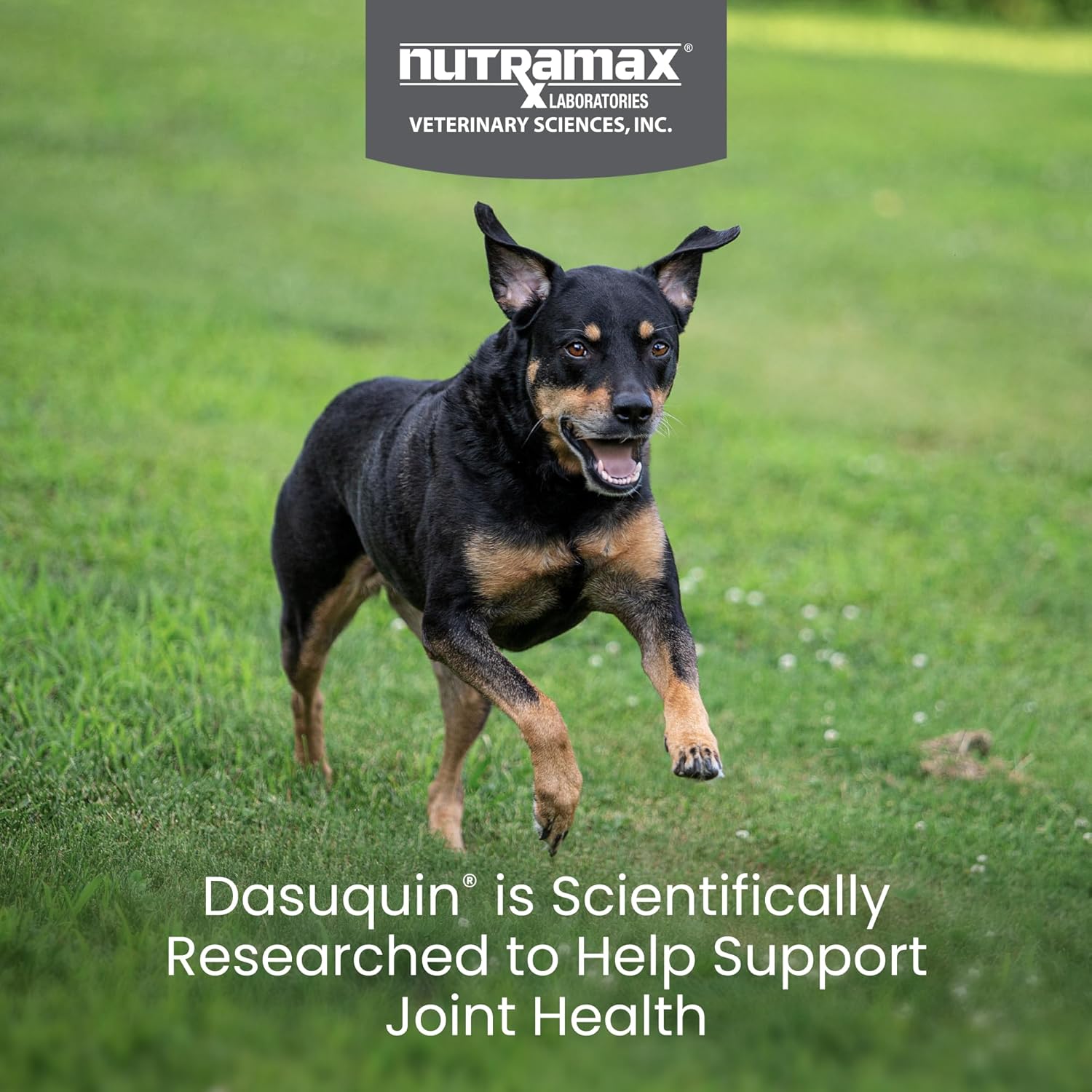 Nutramax Dasuquin for Small to Medium Dogs, Joint Health Supplement, Contains Glucosamine for Dogs, Plus Chondroitin, ASU and More, Supports Healthy Joints, Soft Chews, 84 Count - Pet Explorer