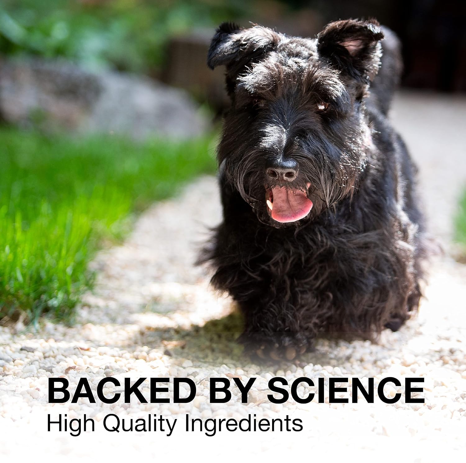 Nutramax Denosyl Liver and Brain Health Supplement for Medium Dogs - With S-Adenosylmethionine (SAMe), 30 Tablets - Pet Explorer