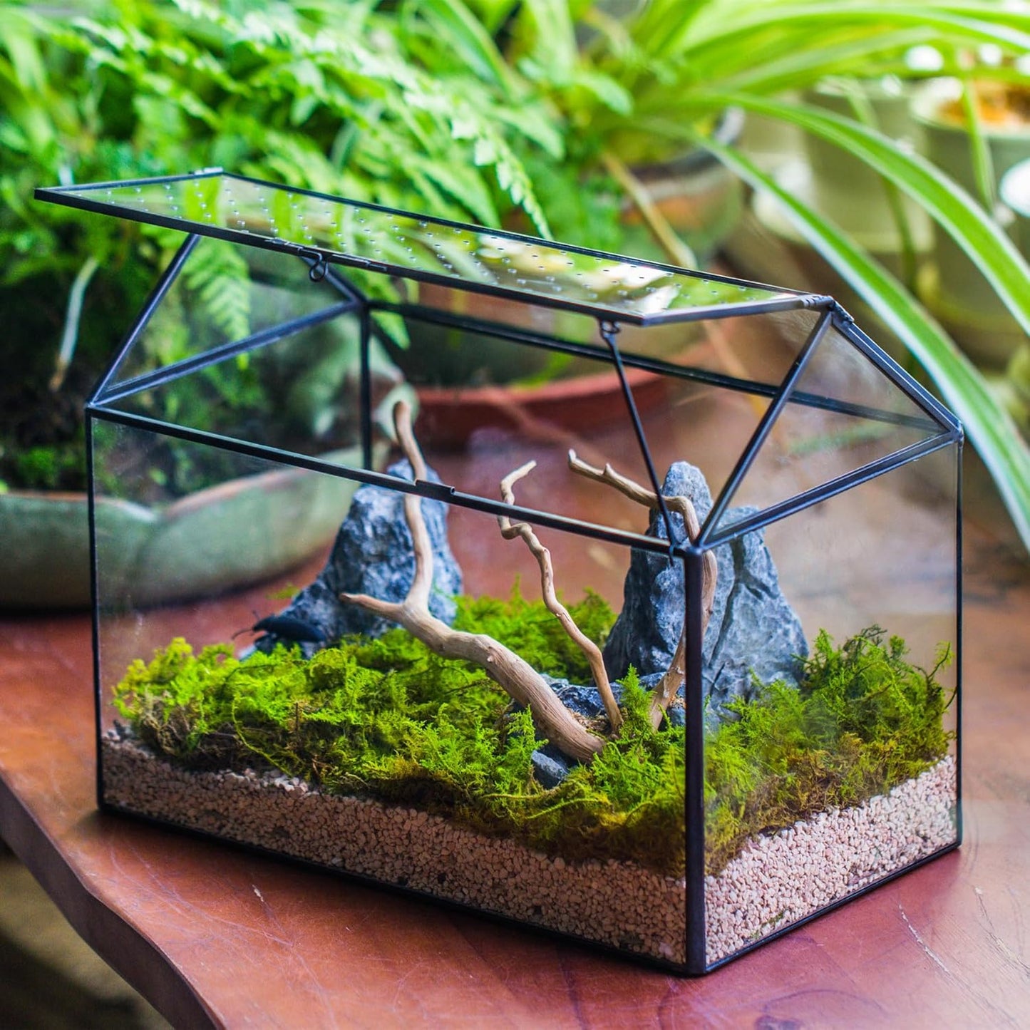 NCYP House Shape Glass Terrarium with Acrylic Lid - 10.2x5.9x8.2 Inches Large Geometric Box for Snails, Ferns, Succulents, Air Plants, Indoor Tabletop Decor, Handmade (Terrarium Only) - Pet Explorer