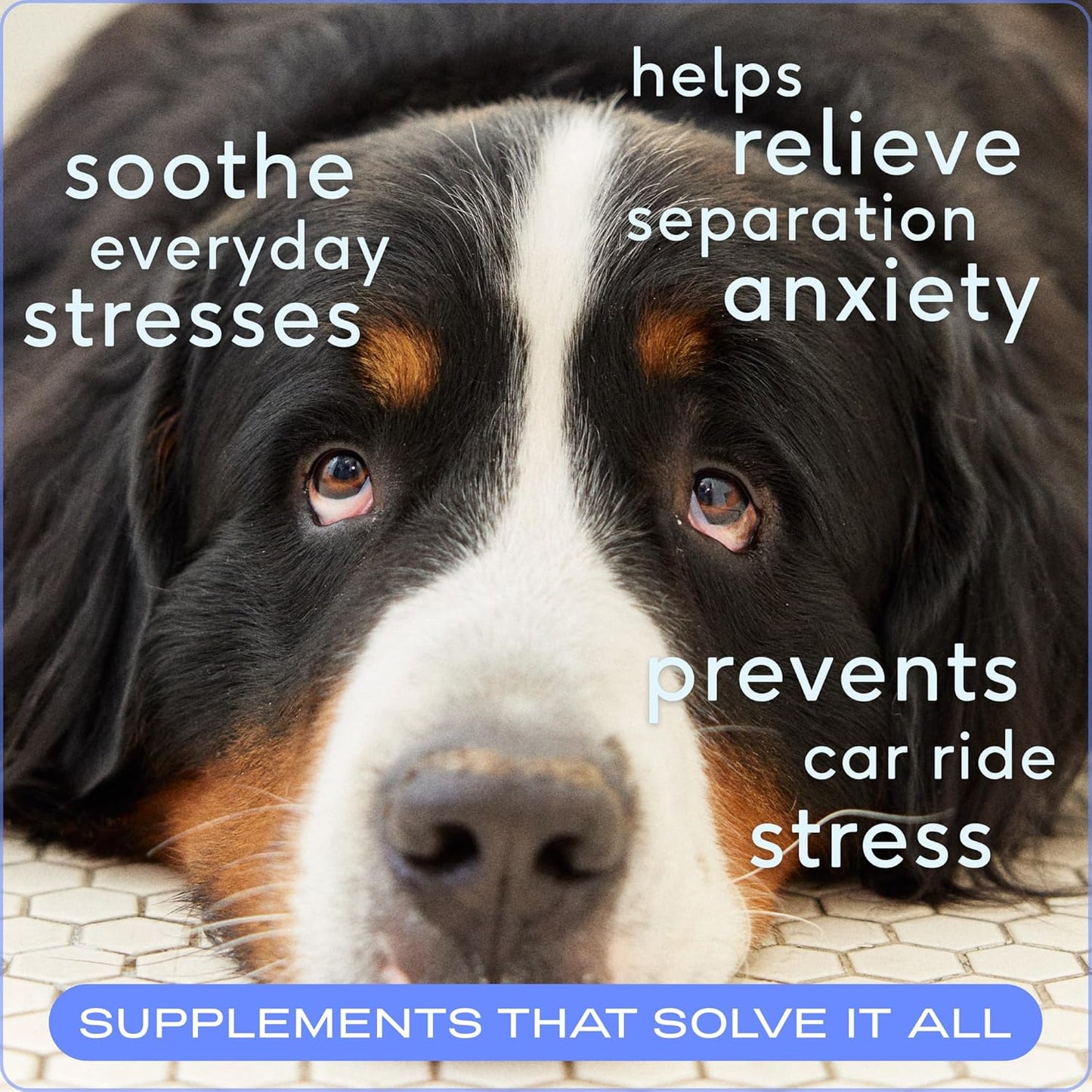 Native Pet Calming Chews for Dogs - Melatonin for Dogs Anxiety Relief - Grain Free All Natural Hemp Calming Treats & L-Theanine Helps Manage Stress & Separation Anxiety - Puppy Sleep Aid - 30 Chews - Pet Explorer