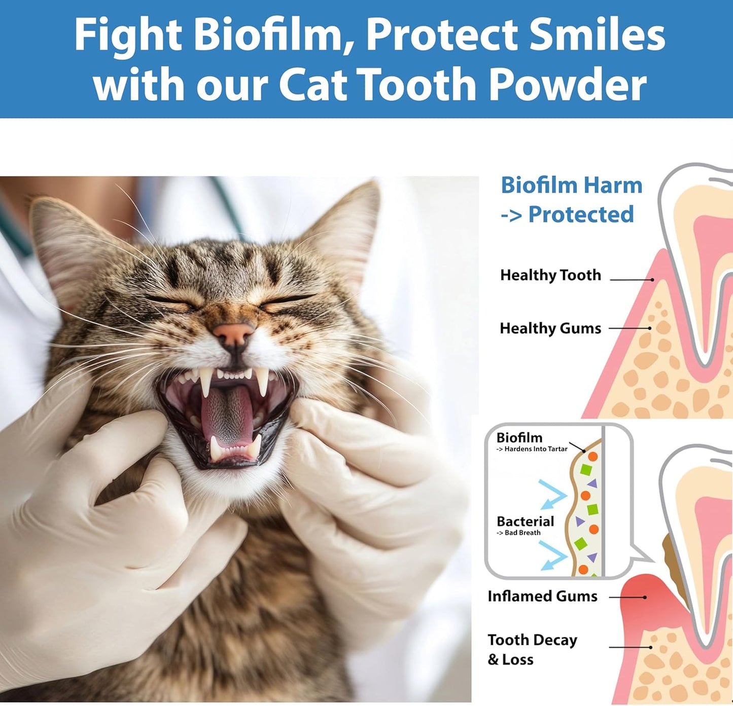 Cat Dental Care Powder Bad Breath Treatment for Cats Teeth, Mouth, Gums & Gut, Plaque Off,Tartar Control, Help Feline Gingivitis and Stomatitis, with Natural Extracts & Probiotics - Pet Explorer