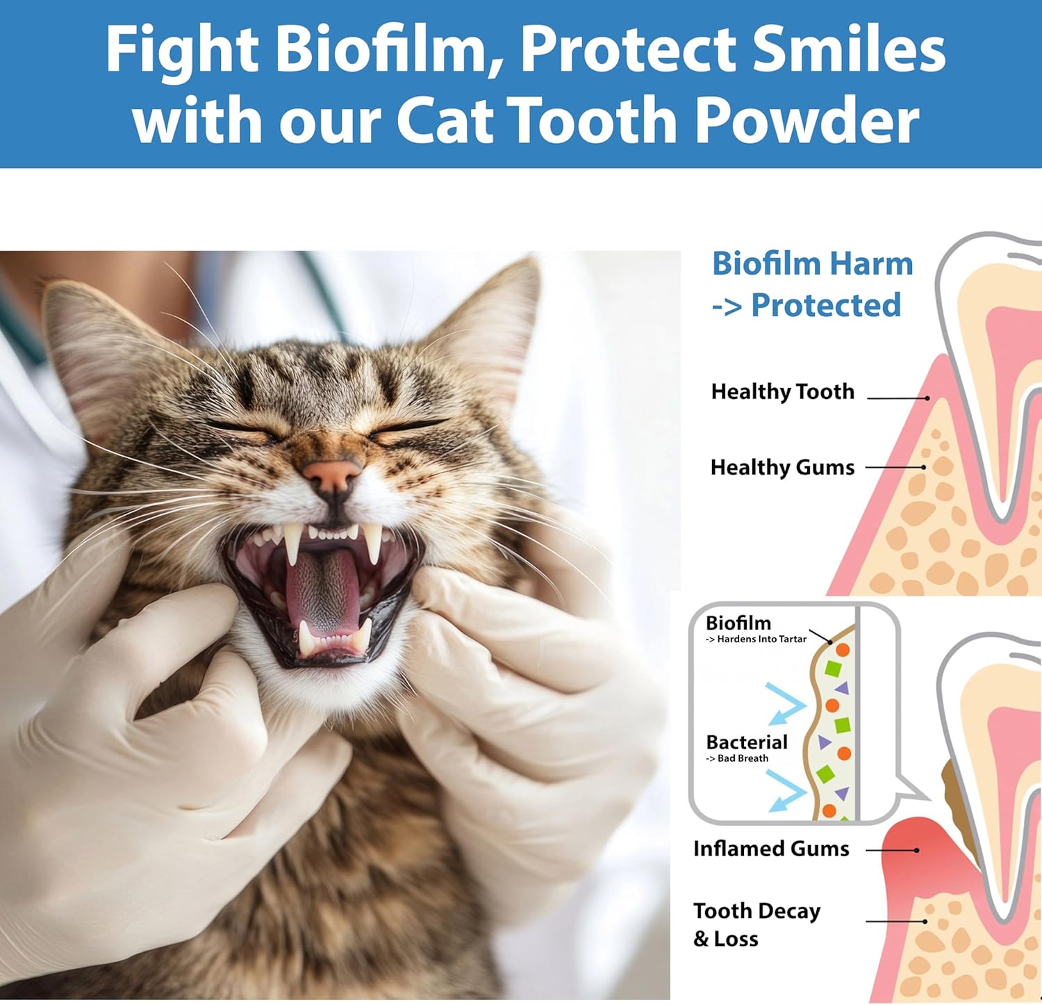 Cat Dental Care Powder Bad Breath Treatment for Cats Teeth, Mouth, Gums & Gut, Plaque Off,Tartar Control, Help Feline Gingivitis and Stomatitis, with Natural Extracts & Probiotics - Pet Explorer