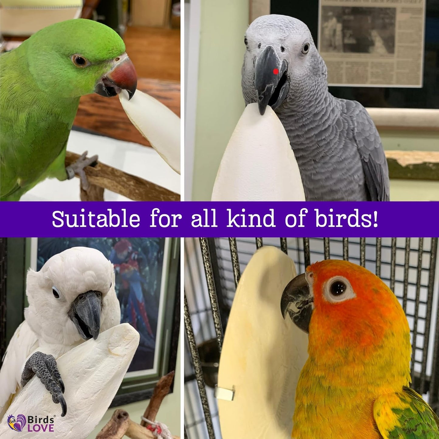 Birds LOVE Natural Cuttlebone | 100% Pure Sun-Dried Calcium Supplement for Birds, Tortoises, Snails & Crabs | Supports Beak & Shell Health | Easy to Chew | 3 Pack, Size 5.5 to 6"