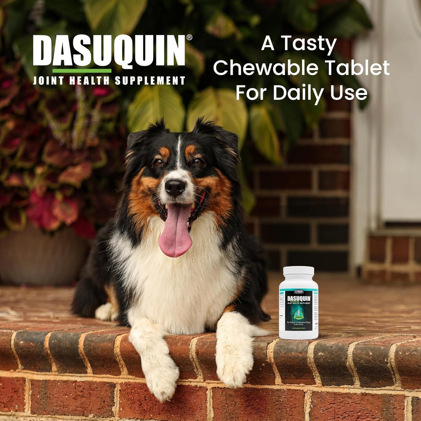 Nutramax Dasuquin for Small to Medium Dogs, Joint Health Supplement, Contains Glucosamine for Dogs, Plus Chondroitin, ASU and More, Supports Healthy Joints, Soft Chews, 84 Count - Pet Explorer