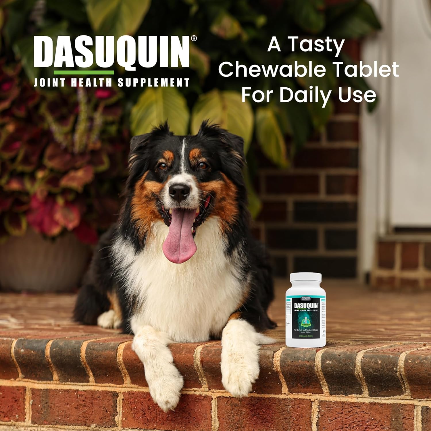 Nutramax Dasuquin for Small to Medium Dogs, Joint Health Supplement, Contains Glucosamine for Dogs, Plus Chondroitin, ASU and More, Supports Healthy Joints, Soft Chews, 84 Count - Pet Explorer