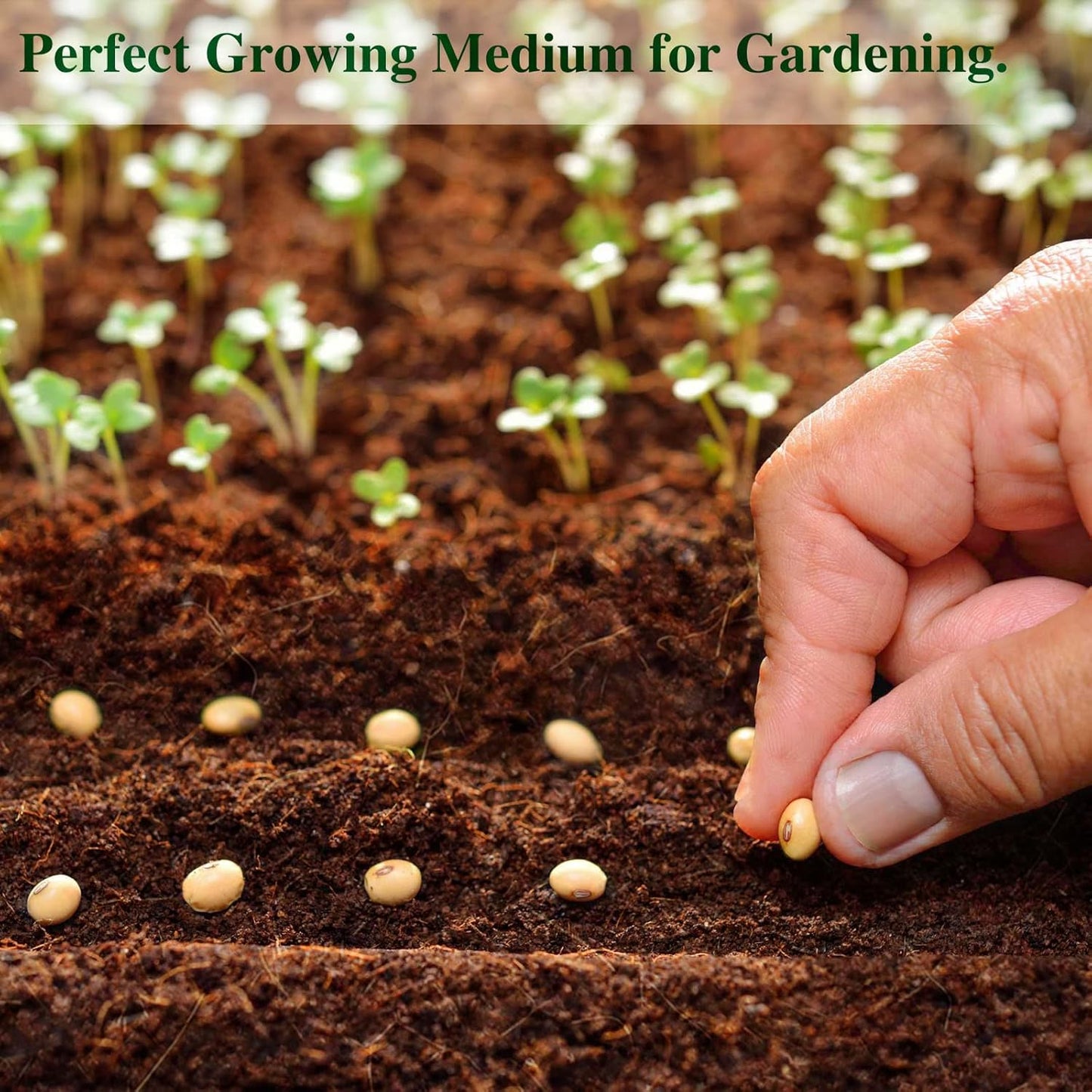 ZeeDix Compressed Coco Coir Brick for Plants, Premium Coconut Coir Bricks Potting Soil Mix, Natural Coconut Husk Coco Peat Brick with Low EC and pH Balance for Gardening Plants Flower Herbs - Pet Explorer