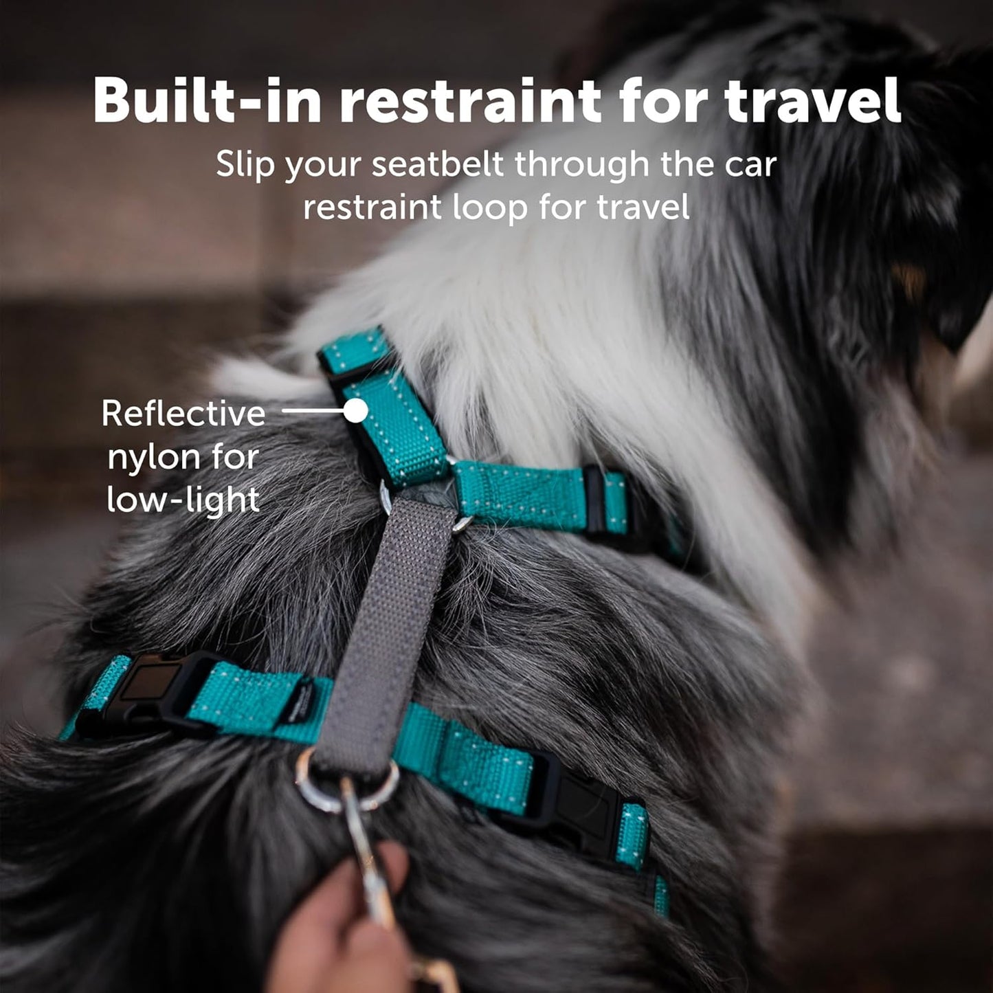 PetSafe 3 in 1 Dog Harness - No Pull Solution for Dogs - Reflective Dog Harness - Front D-Ring Clip Helps Stop Pulling - Comfortable Padded Straps - Top Handle Enhances Control - Teal - Medium - Pet Explorer
