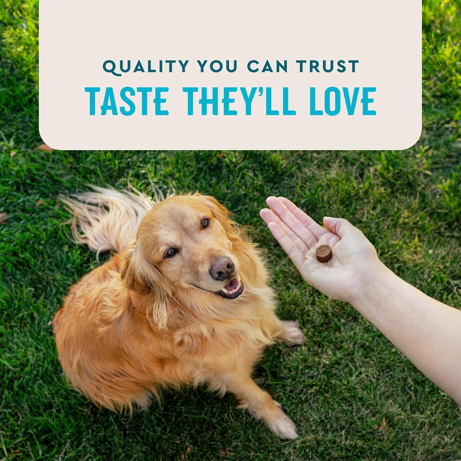VetIQ Hip & Joint Supplement for Dogs, Anti Inflammatory Joint Support, Glucosamine, MSM, and Krill, Chicken Flavored Soft Chews, 60 Count - Pet Explorer