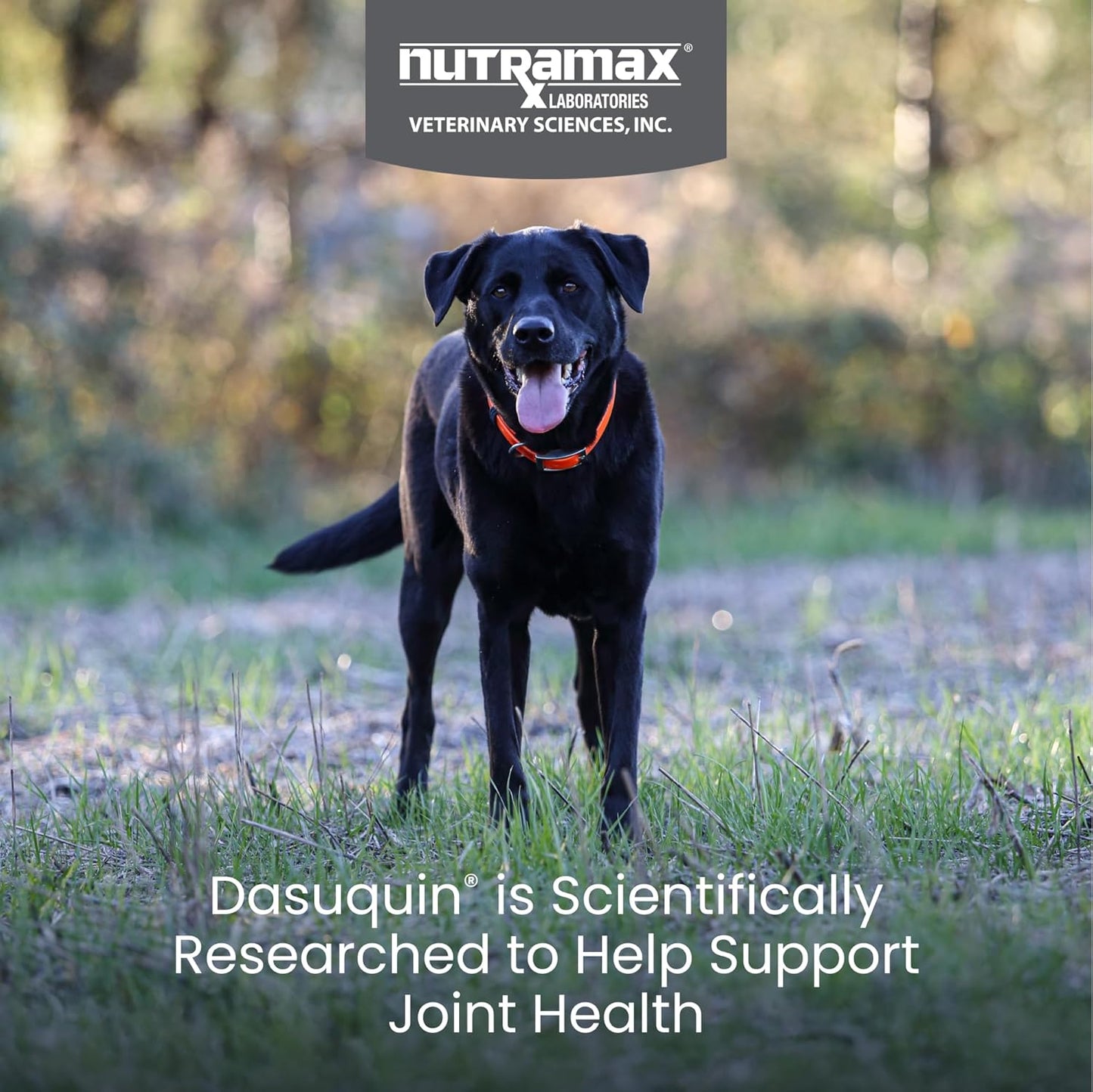 Nutramax Dasuquin for Large Dogs, Joint Health Supplement, Contains Glucosamine for Dogs, Plus Chondroitin, ASU and More, Supports Healthy Joints, Soft Chews, 150 Count - Pet Explorer