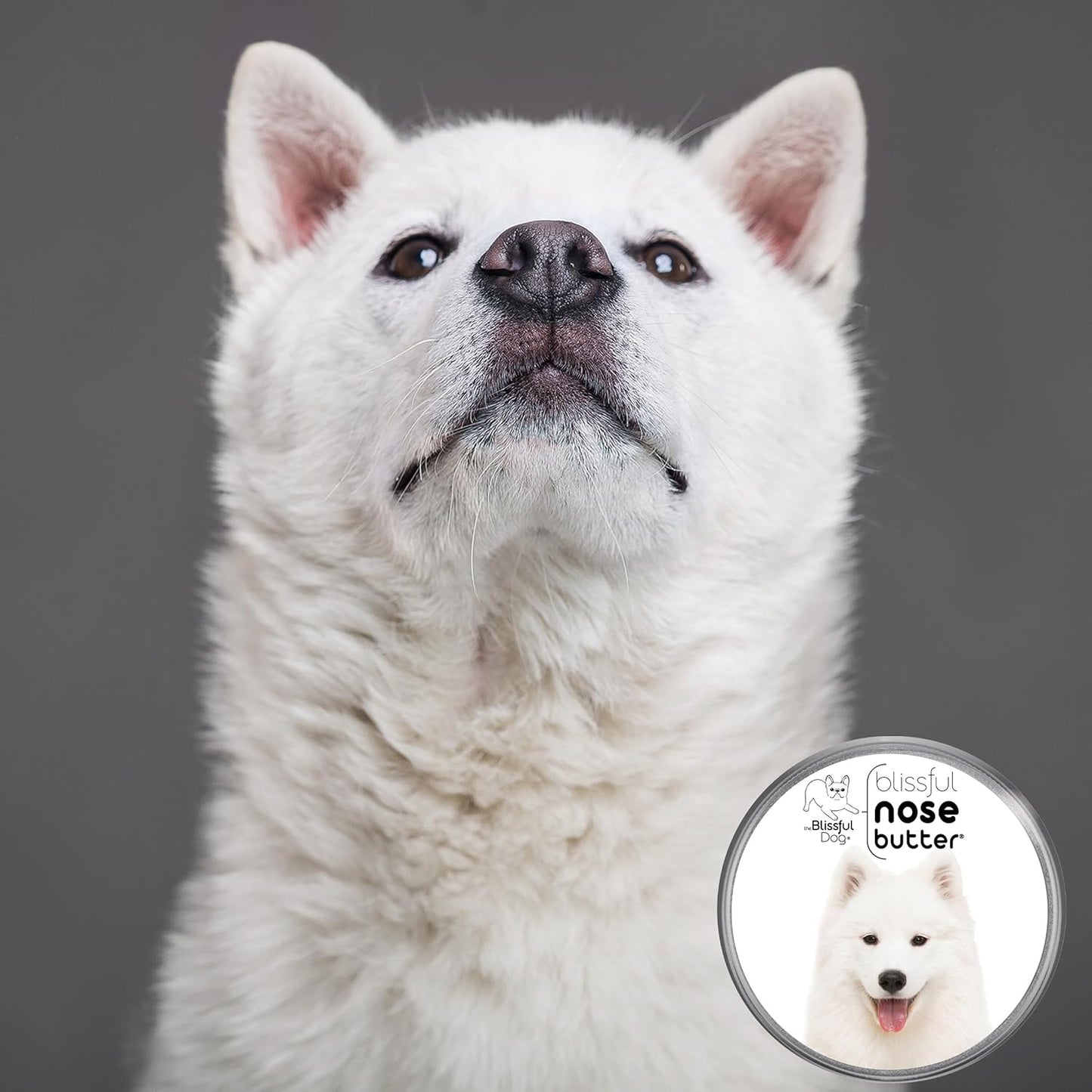 The Blissful Dog Samoyed Nose Butter for Dry, Cracked Skin, Lick-Safe Dog Nose Balm with Moisturizing Shea Butter, Almond, Olive, and Essential Oils, Pet Supplies, Uncented, 1 oz. - Pet Explorer