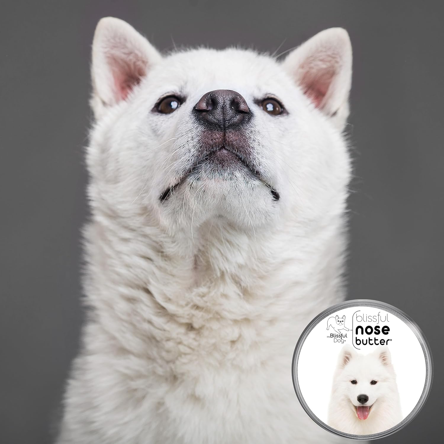 The Blissful Dog Samoyed Nose Butter for Dry, Cracked Skin, Lick-Safe Dog Nose Balm with Moisturizing Shea Butter, Almond, Olive, and Essential Oils, Pet Supplies, Uncented, 1 oz. - Pet Explorer